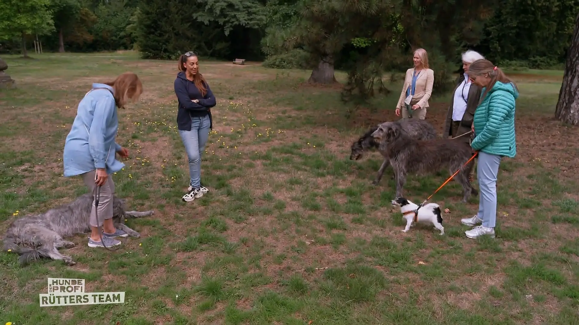 Wie hat sich der Deerhound George entwickelt? Kontroll-Besuch von Ellen