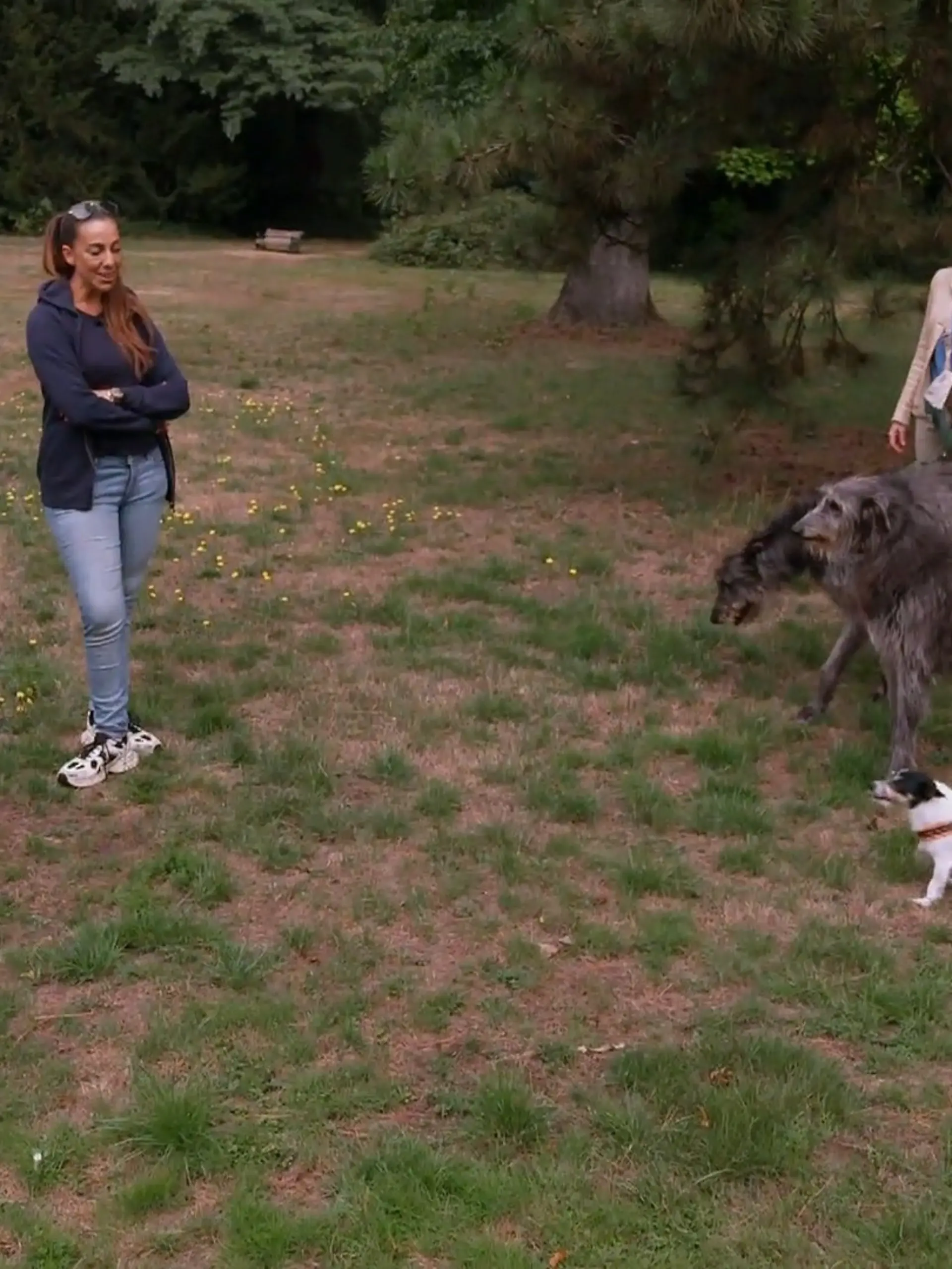 Bild zu: "Wie hat sich der Deerhound George entwickelt?"