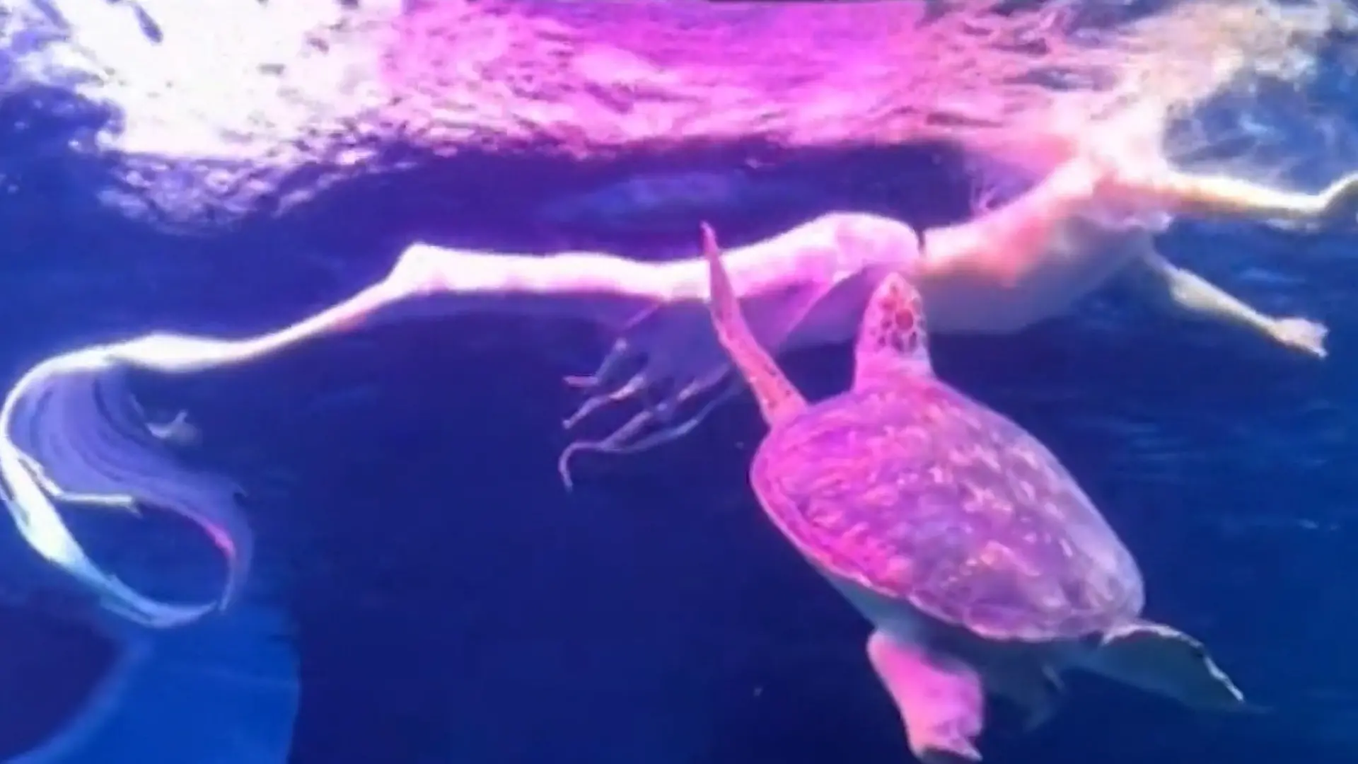 Schildkröte schnappt nach Meerjungmann – der schlägt zurück! Zoff im Unterwasser-Paradies
