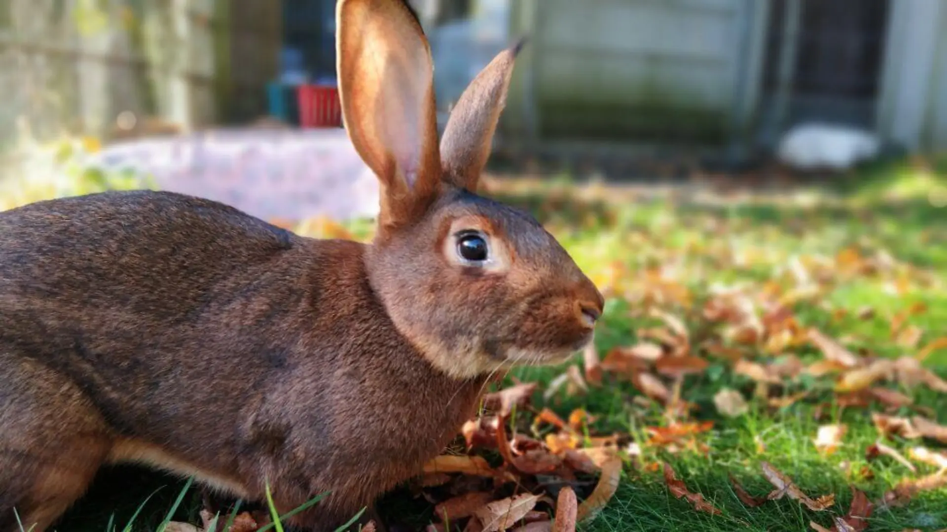 Hasenkaninchen David: Hier liegt er rum, eigentlich ist er aber viiiiiel lieber am hoppeln!