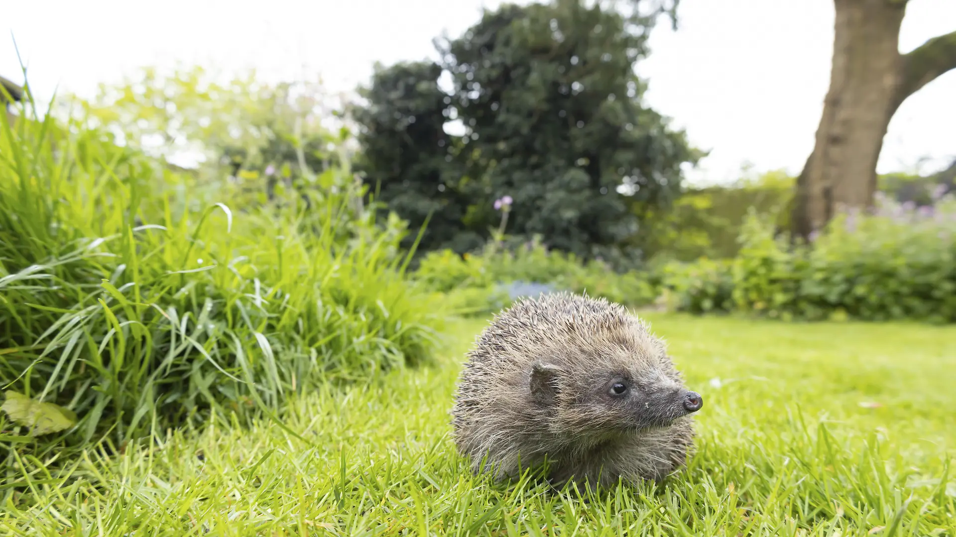 Igel