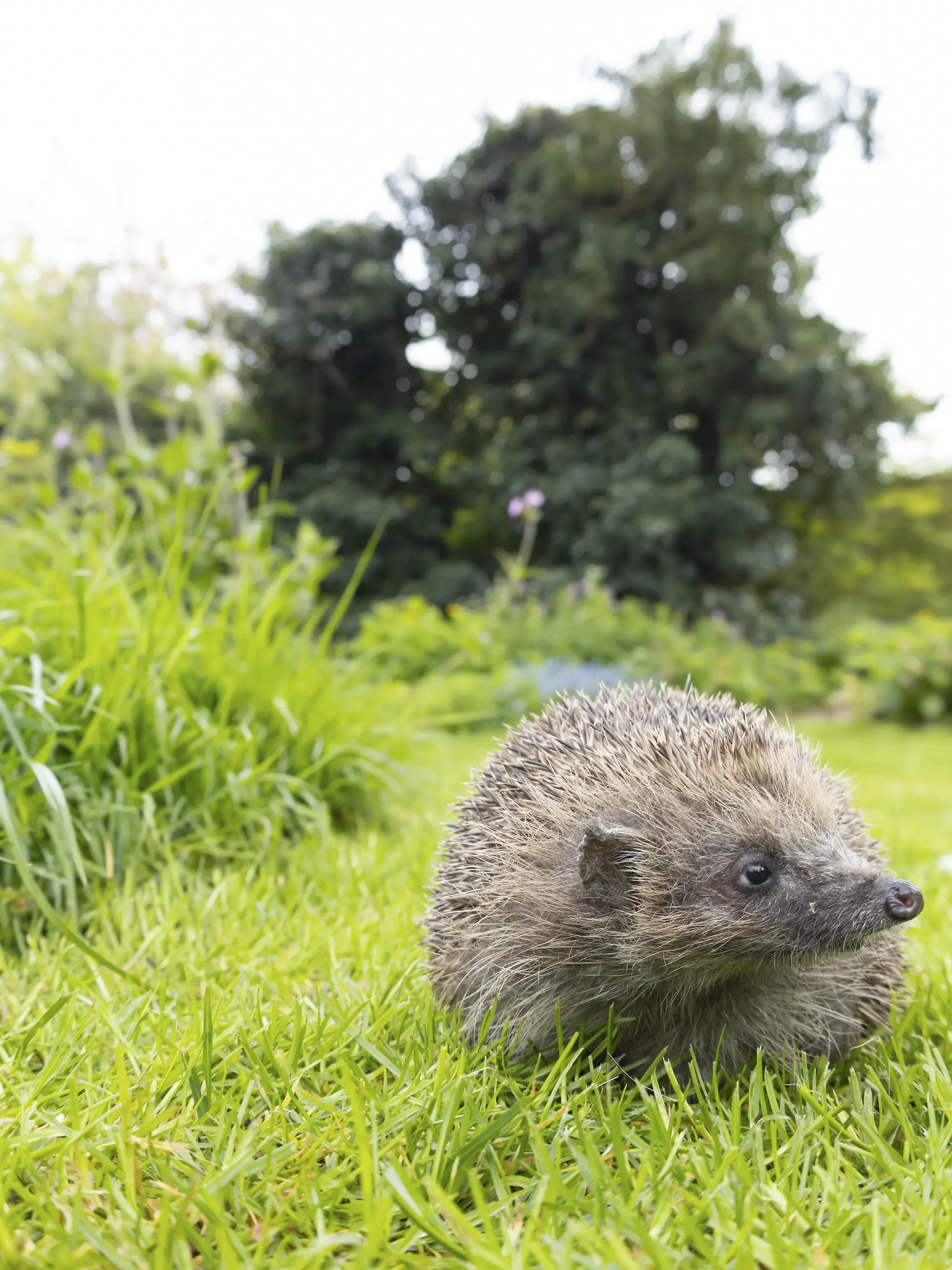 Bild zu: "Kot von Igel oder Ratte? So erkennt ihr den Unterschied"
