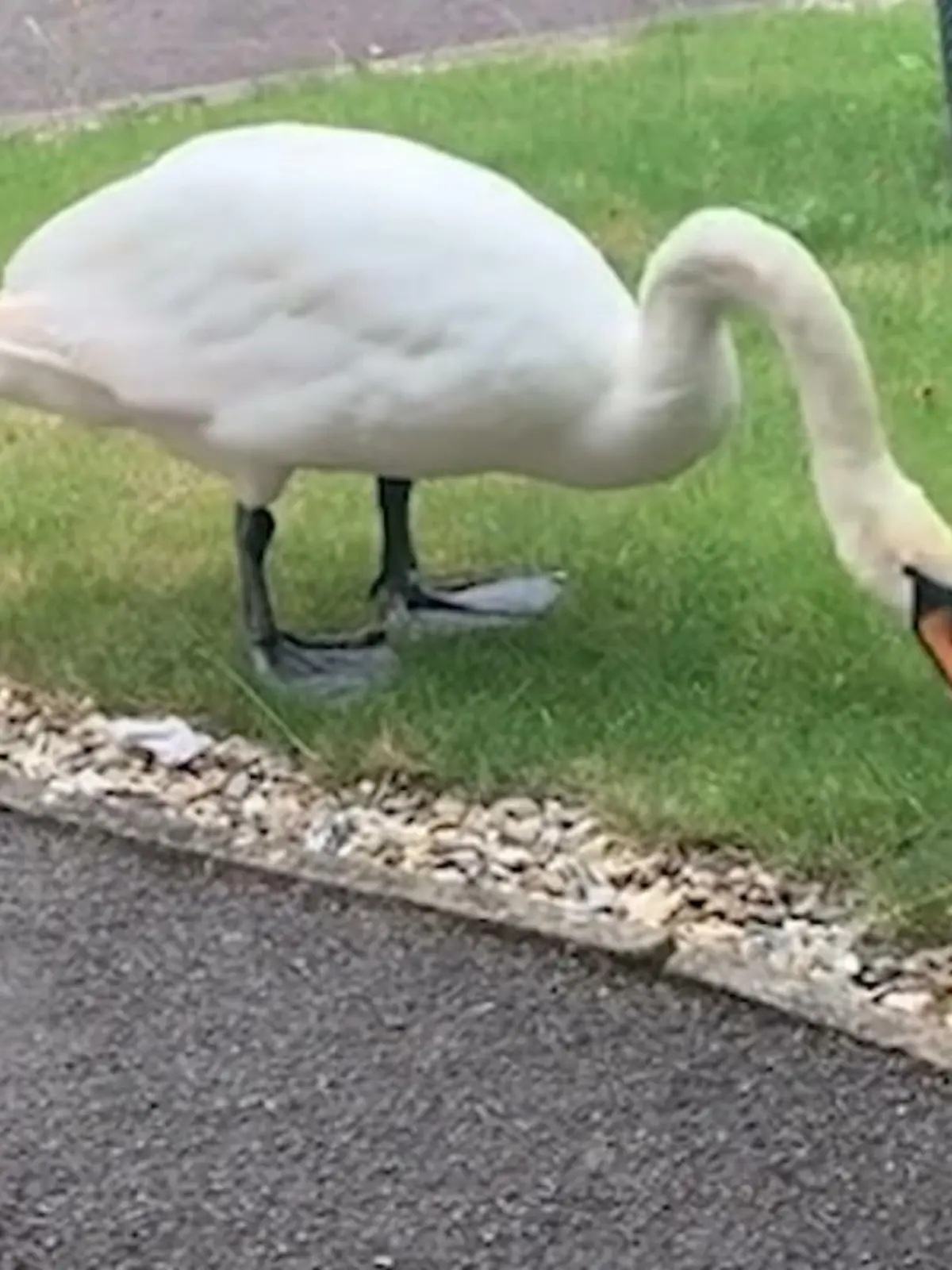 Bild zu: "Frau hält Schwan für Geist ihrer Mama"