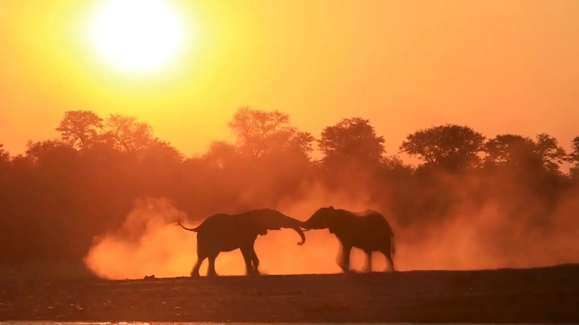 Rüssel gegen Rüssel! Elefanten gehen vor Traumkulisse aufeinander los Showdown im Sonnenuntergang