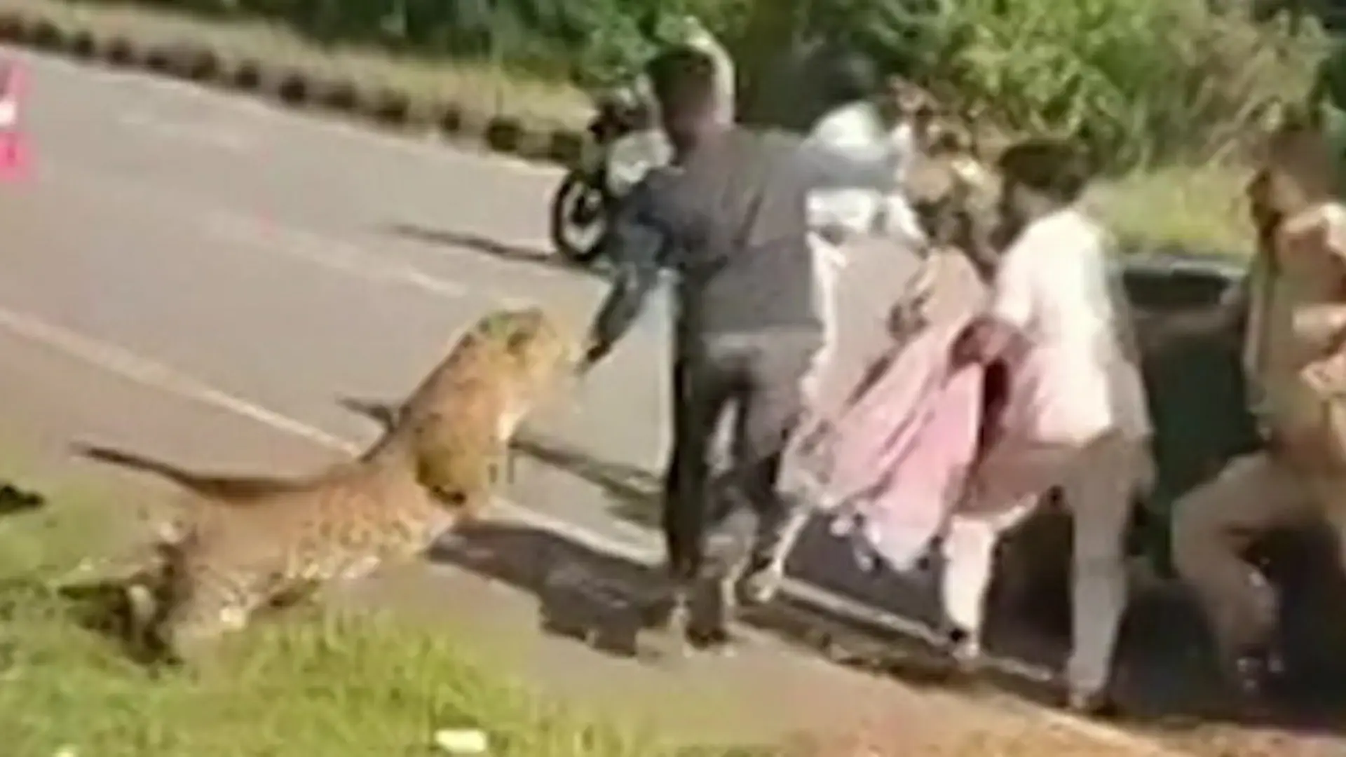 Betäubungspfeil zu schwach! Verletzter Leopard greift Tierschützer brutal an Rettungsaktion geht schief