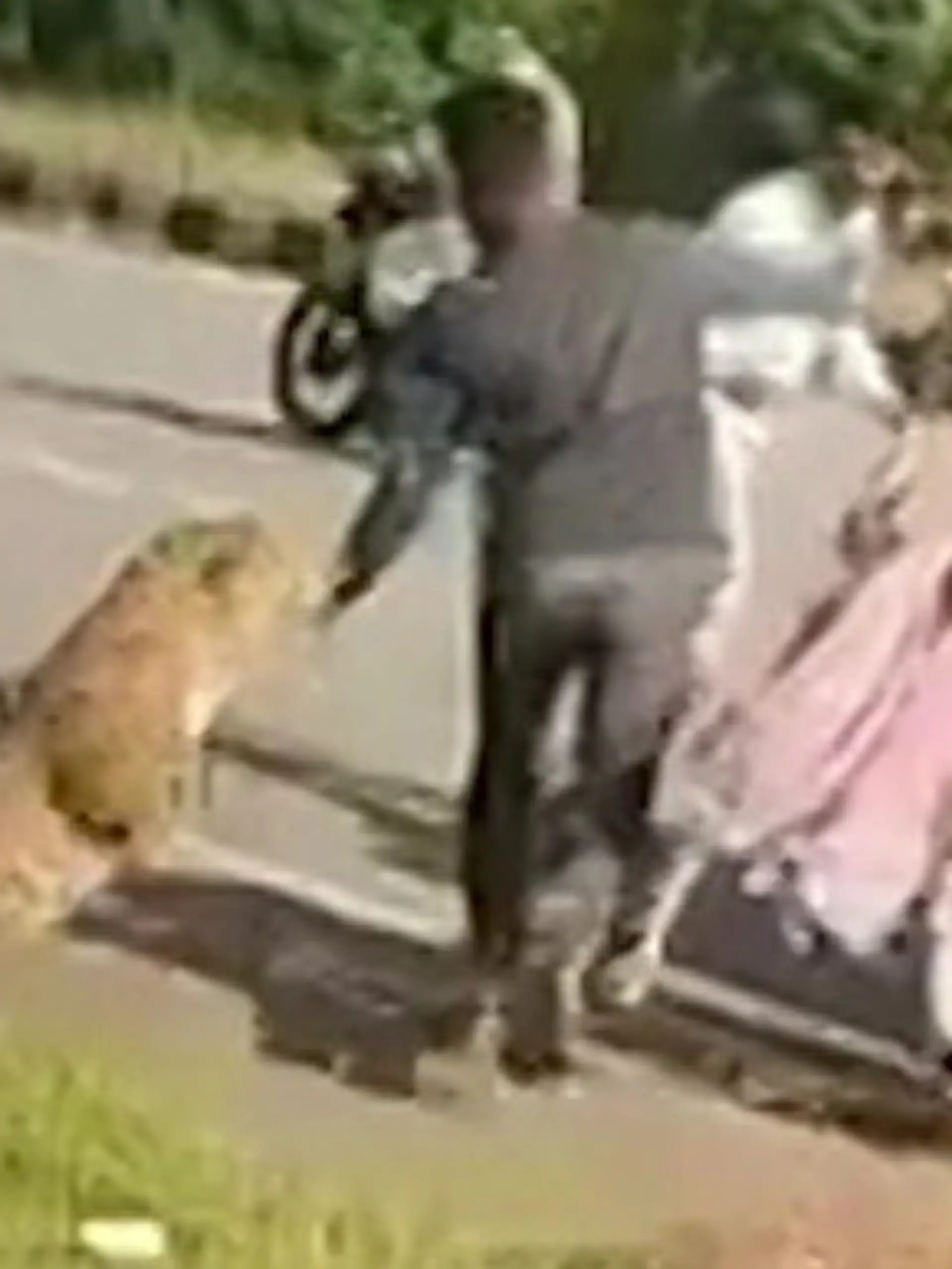 Bild zu: "Betäubungspfeil zu schwach! Verletzter Leopard greift Tierschützer brutal an"