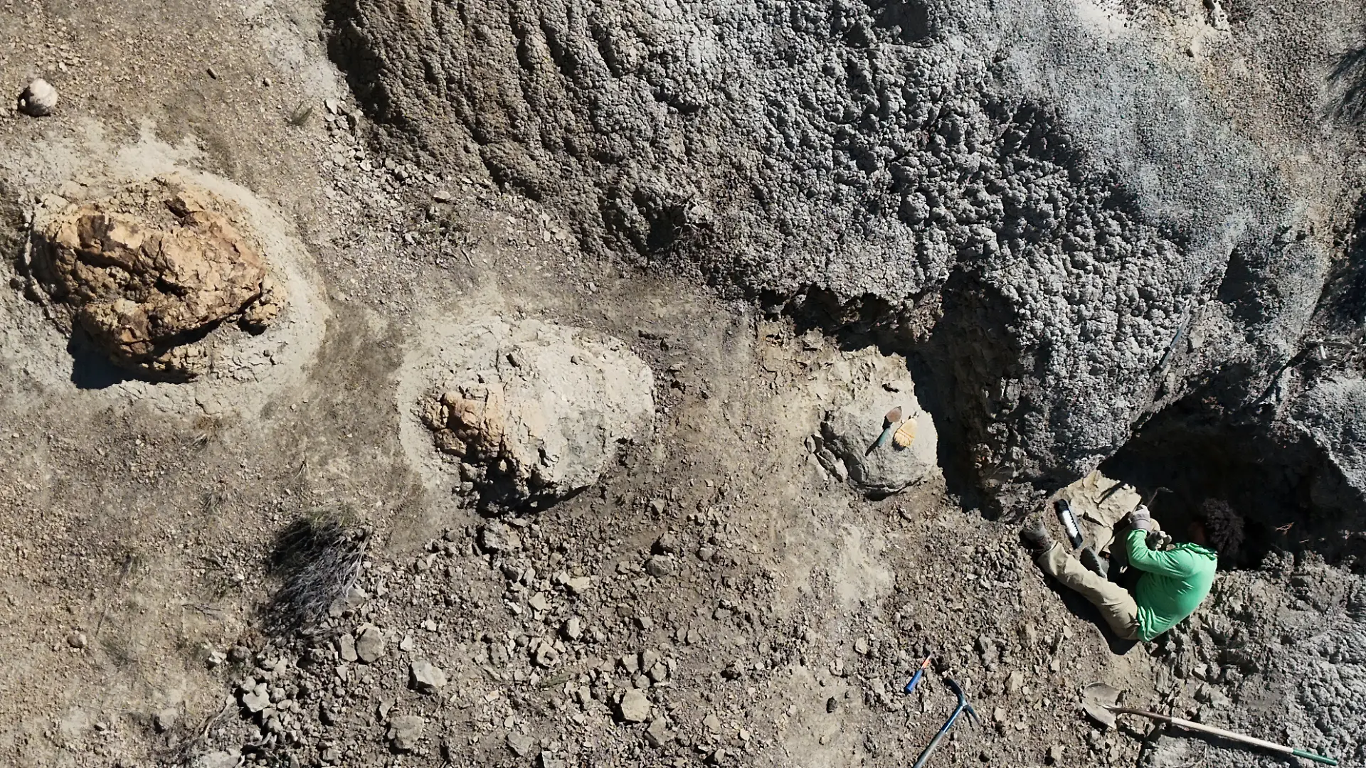 Spurenfolgen von einem ausgewachsenen T-Rex. Wie das Team von der Liverpool John Moores University im Fachmagazin «Journal of Vertebrate Paleontology» berichtet, handelt es sich um den ersten bekannten Fährtenweg - also eine zusammenhängende Abfolge mehrerer Schrittspuren -, der einem ausgewachsenen Exemplar dieser Raubsaurierart zugeordnet werden kann. (zu dpa "Erstmals Spurenfolge eines T. rex in Nordamerika entdeckt") +++ dpa-Bildfunk +++