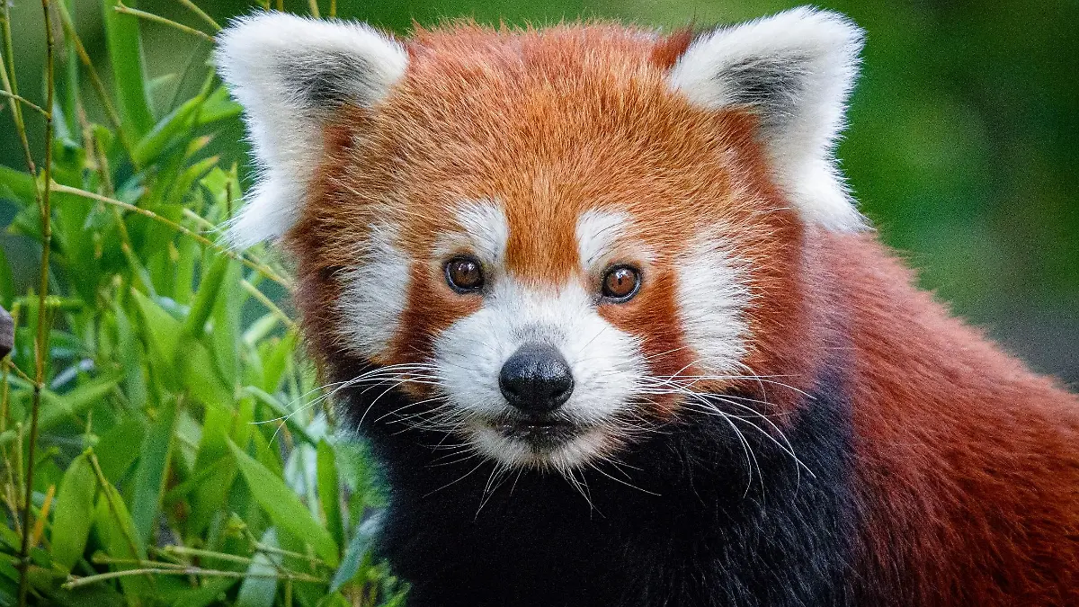 Kleiner roter Panda vermisst