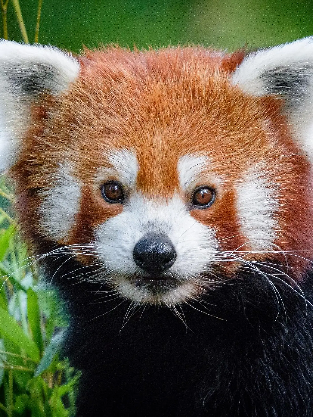 Kleiner roter Panda vermisst