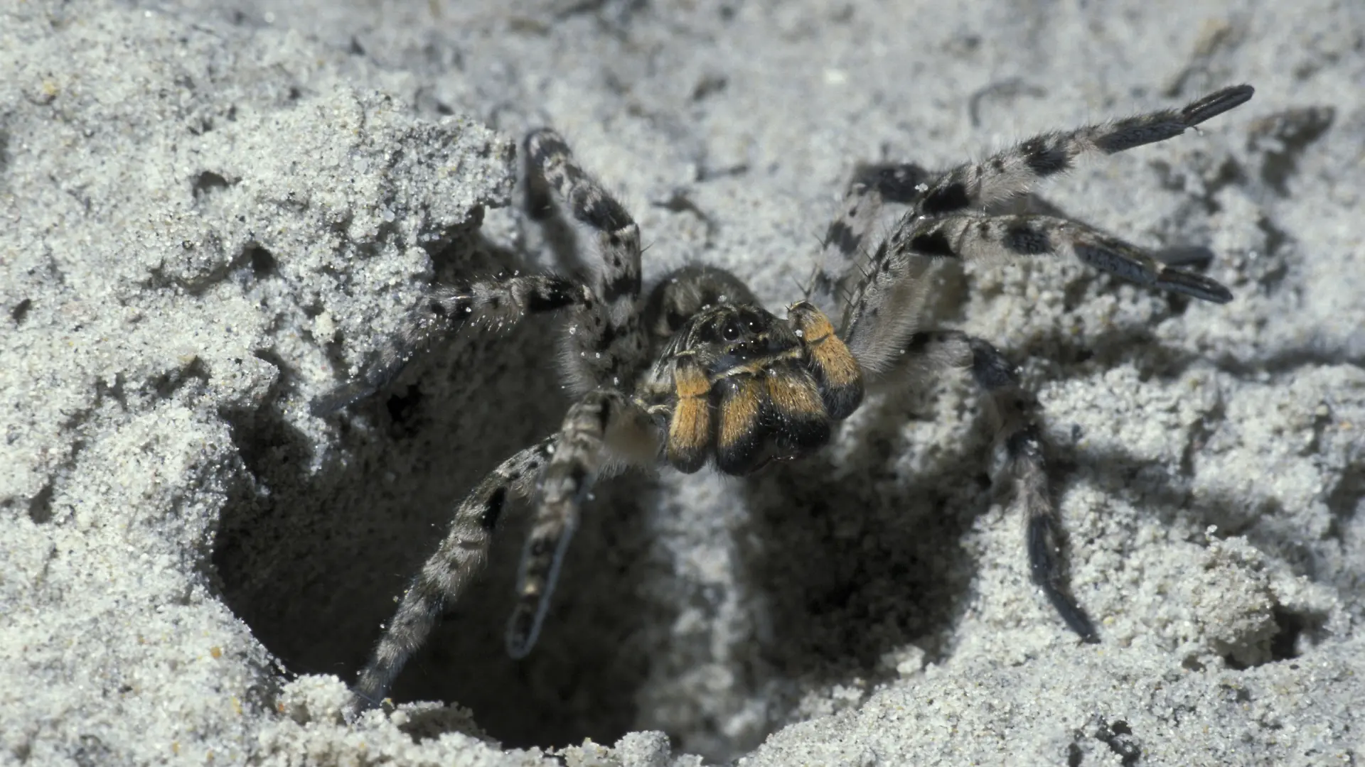 Südrussische Tarantel (Lycosa singoriensis)