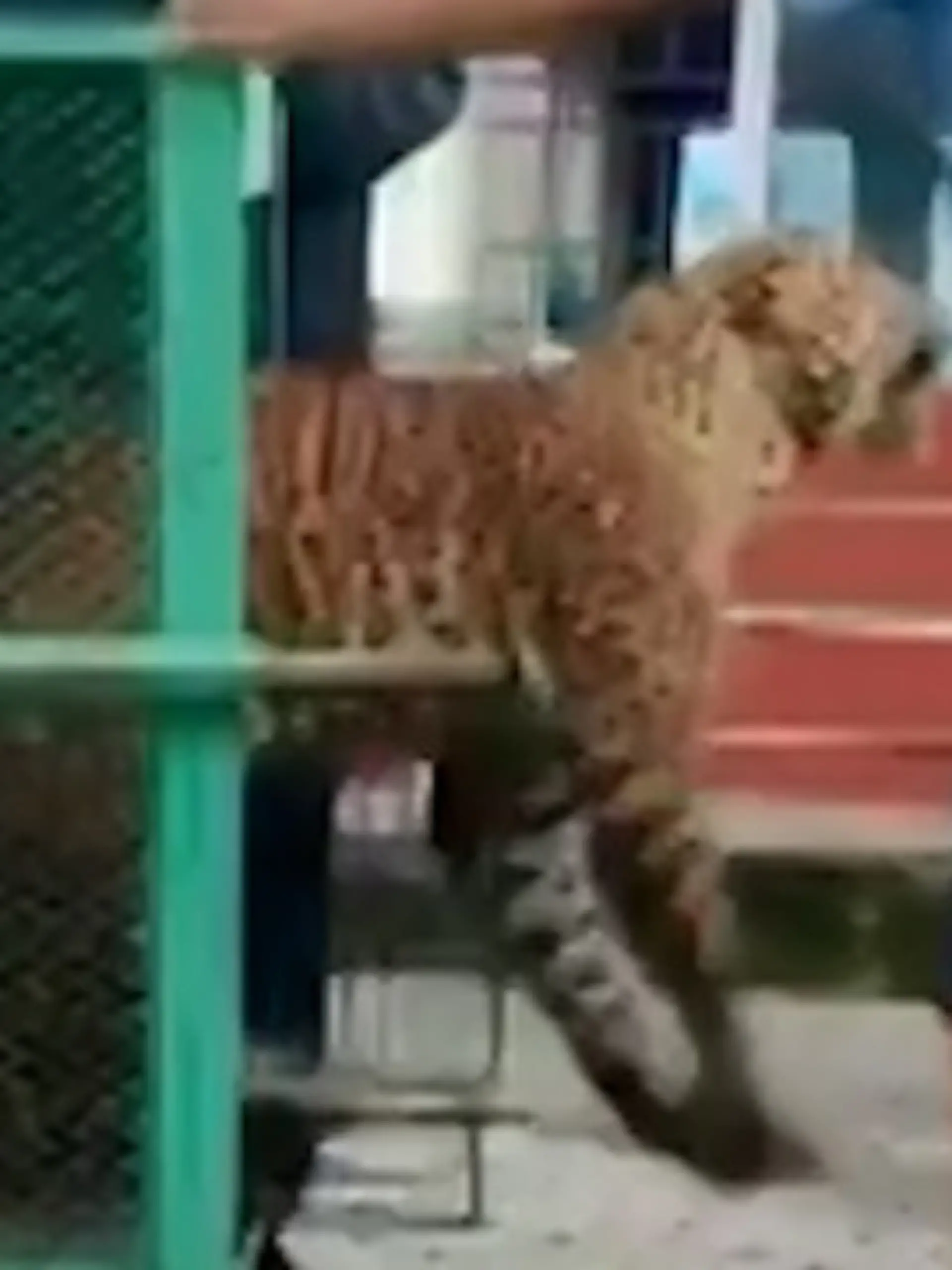 Bild zu: "Käfig hält nicht! Leopard bricht aus – und geht auf Helfer los"