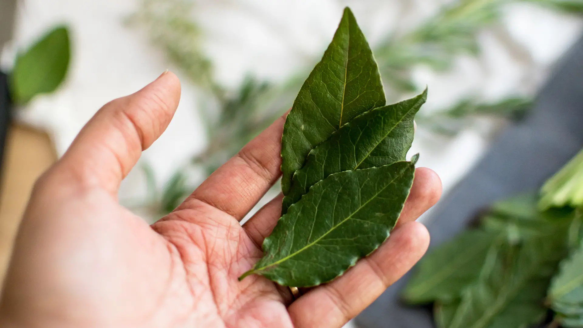 Black woman hands holding 3 fresh bay leaves