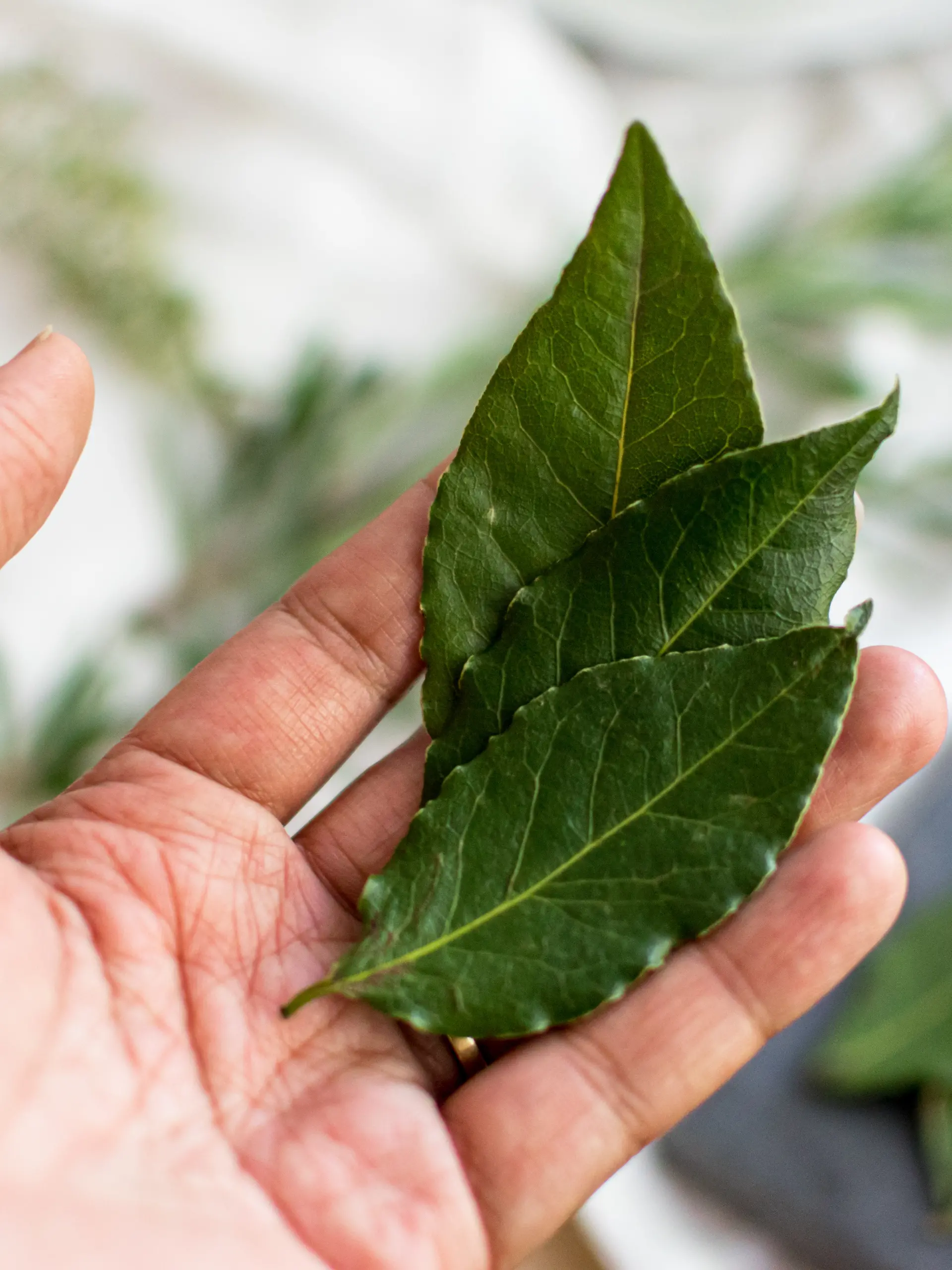 Black woman hands holding 3 fresh bay leaves