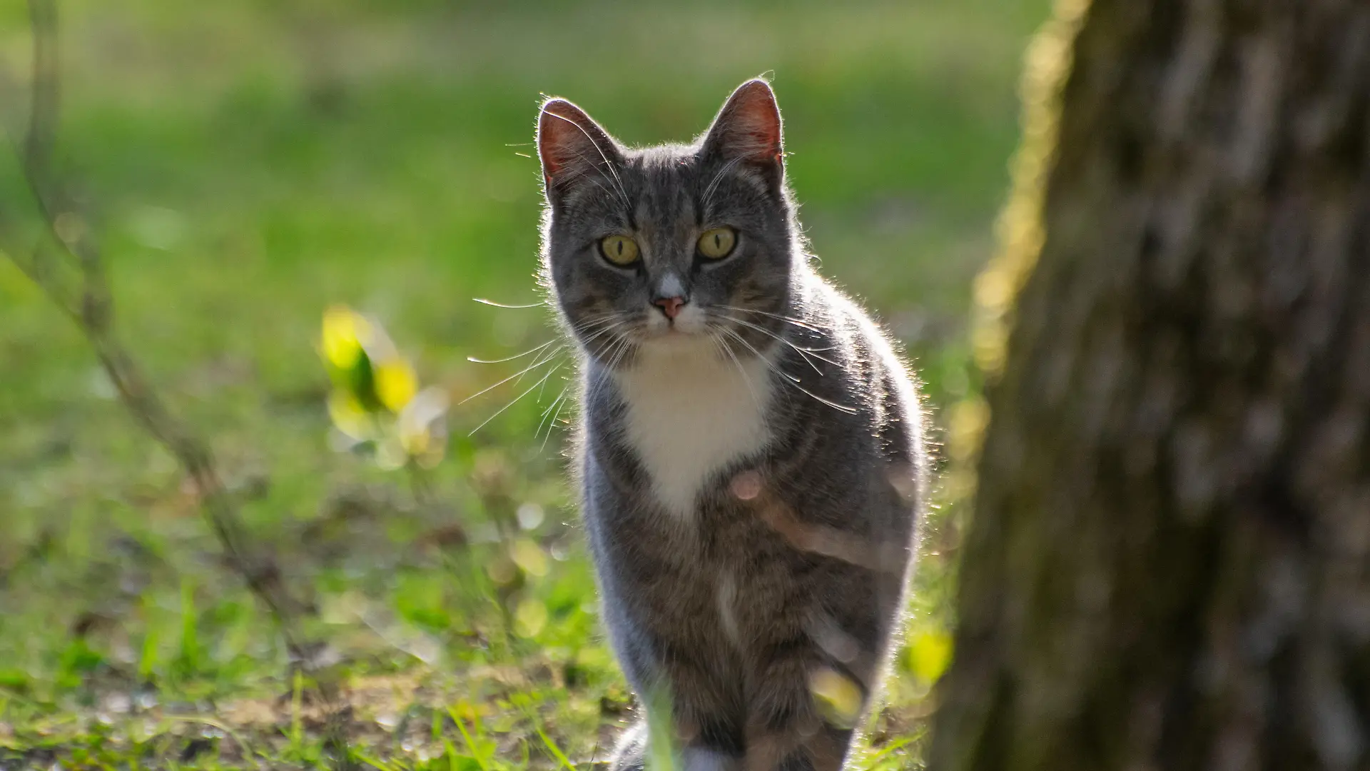 Ein Kater auf der Pirsch