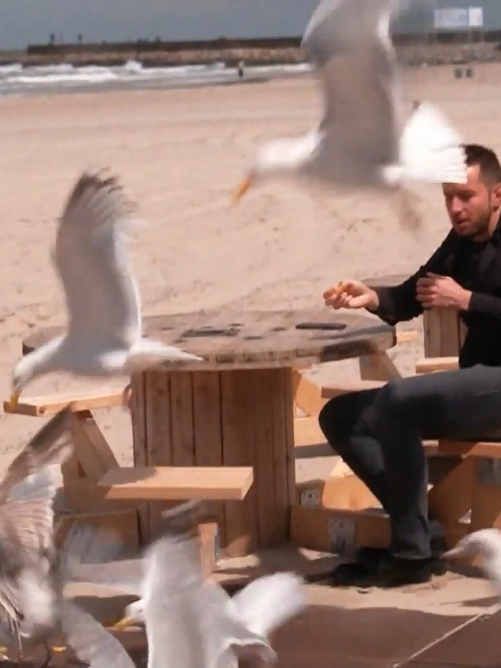 Bild zu: "Möwen klauen Mittagessen"