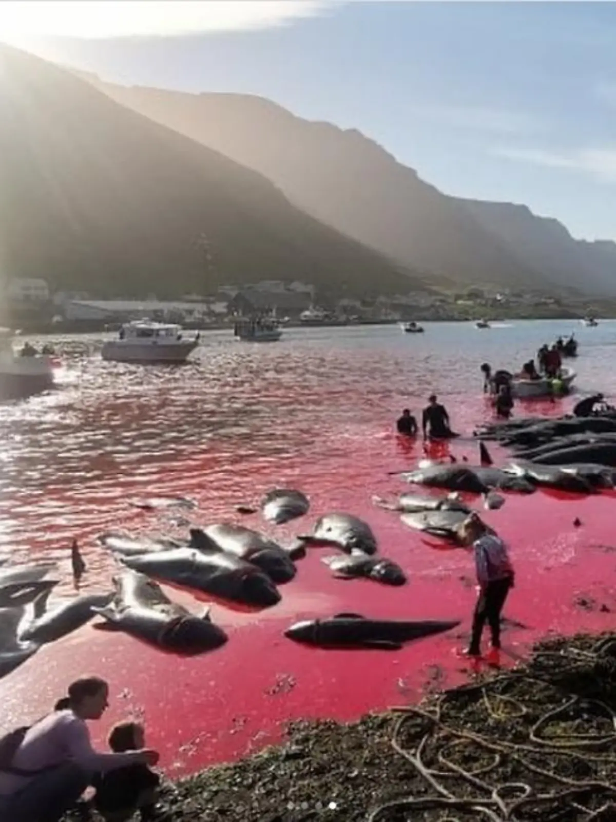 Ein Meer aus Blut: Der "Grindadráp" hat auf den Faröer-Inseln Tradition.