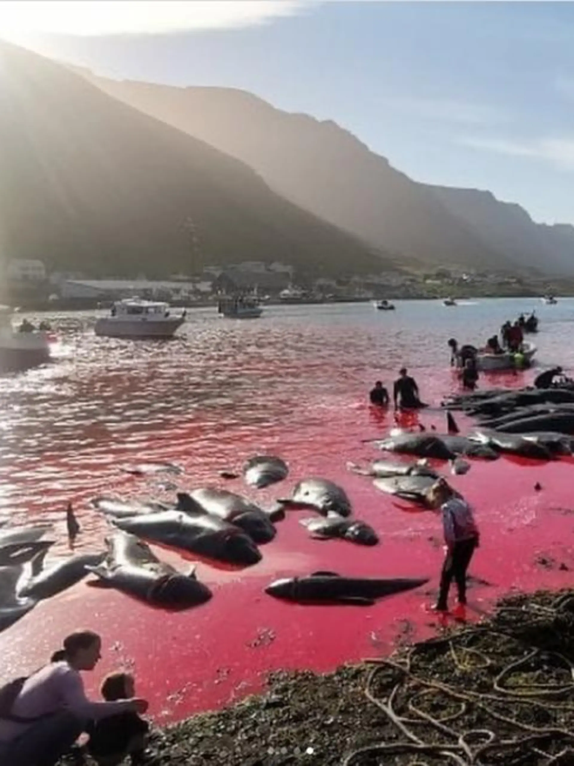 Ein Meer aus Blut: Der "Grindadráp" hat auf den Faröer-Inseln Tradition.
