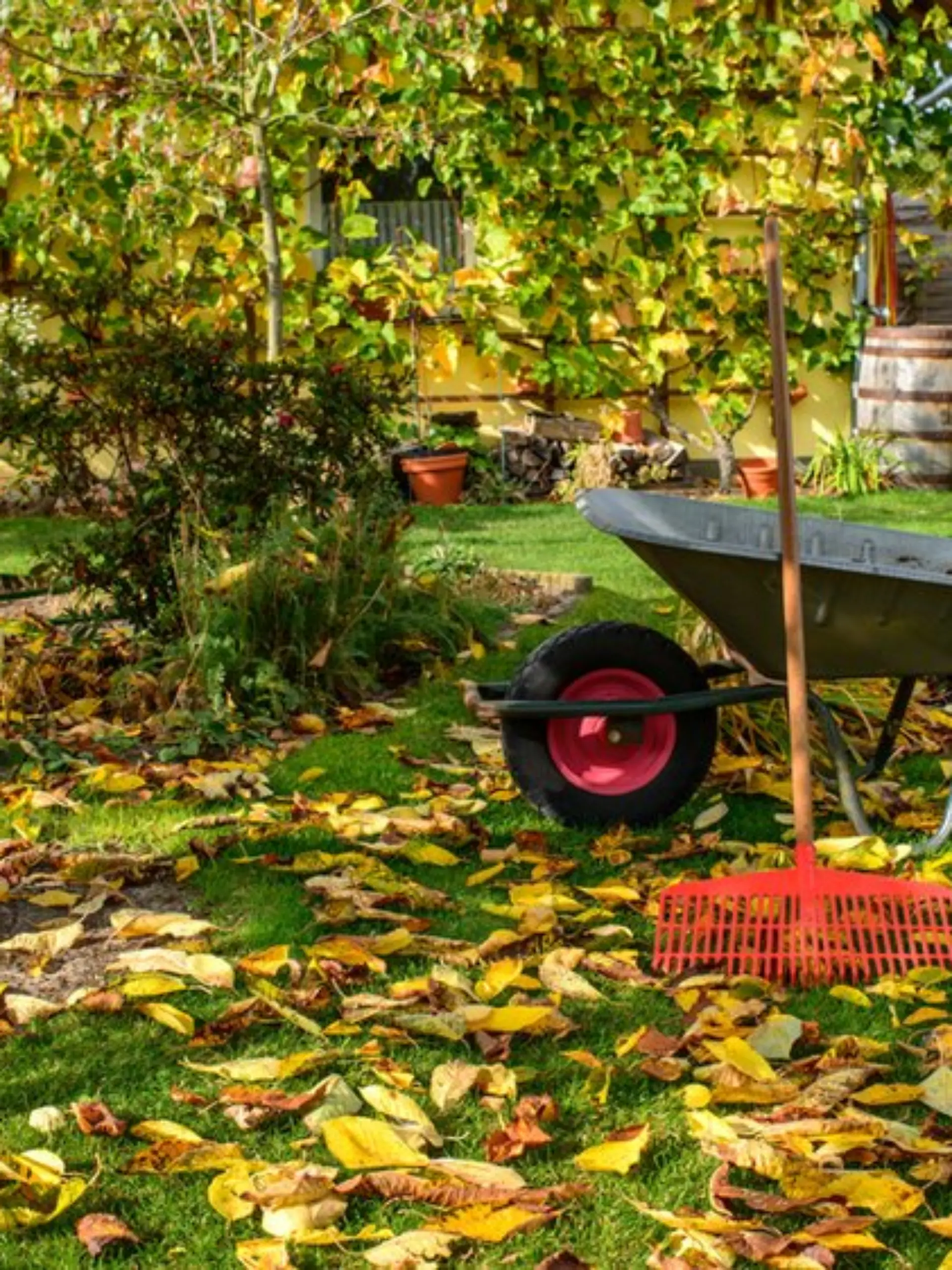 Vor dem Herbstanfang gibt es im Garten noch einiges zu tun.