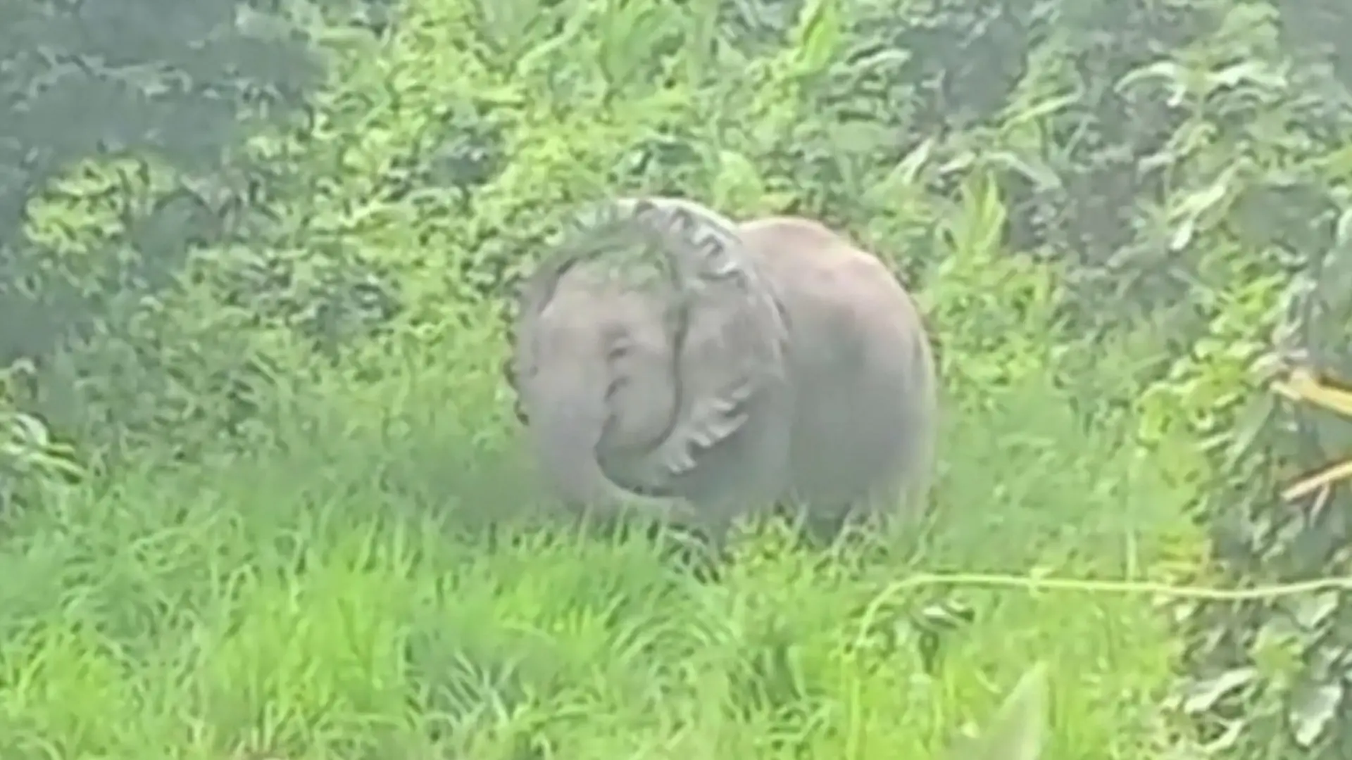 Elefant mit Traktorreifen um Hals entdeckt – Lebensgefahr! Retter starten riskante Befreiungsaktion