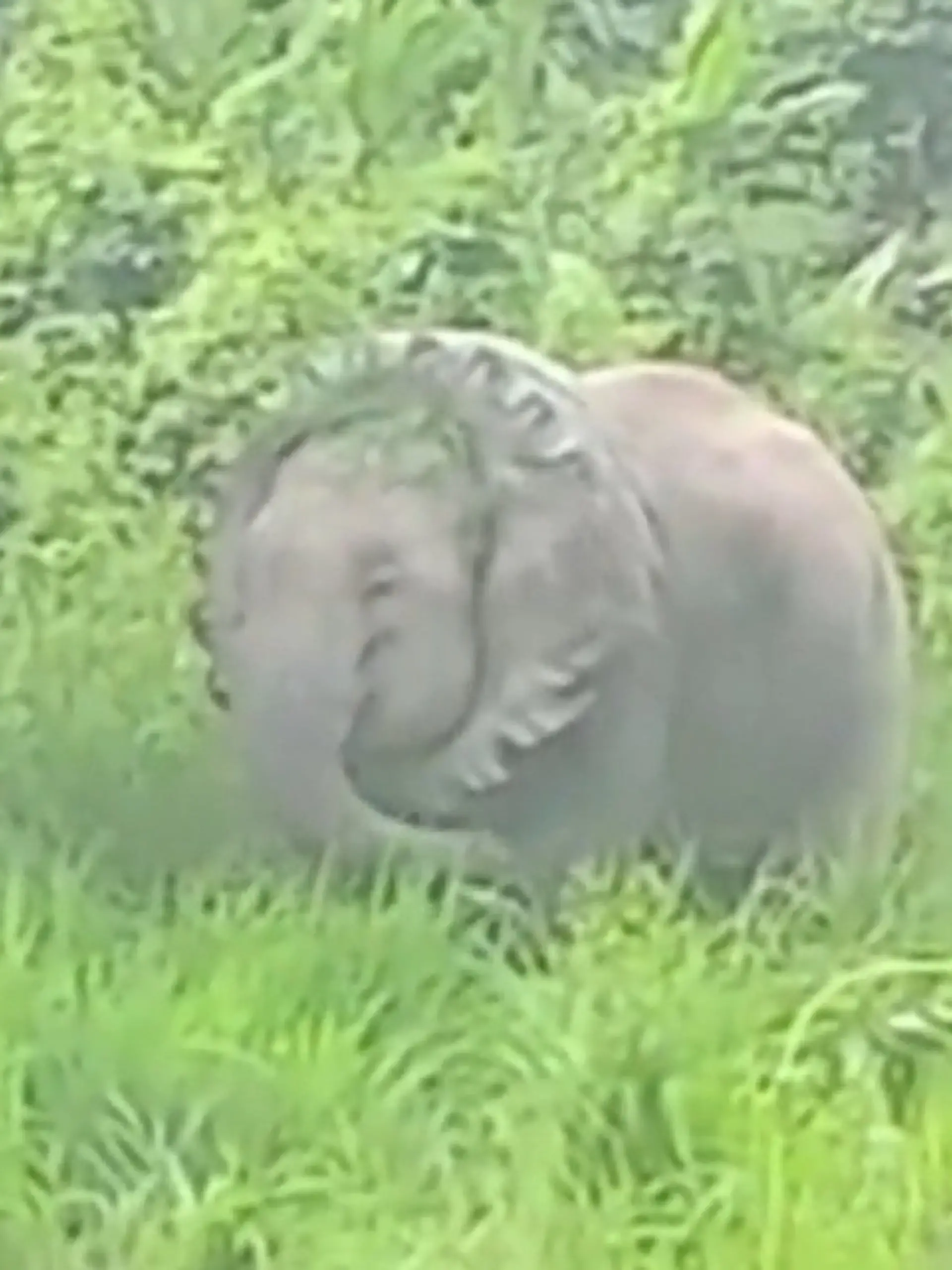 Bild zu: "Elefant mit Traktorreifen um Hals entdeckt – Lebensgefahr!"