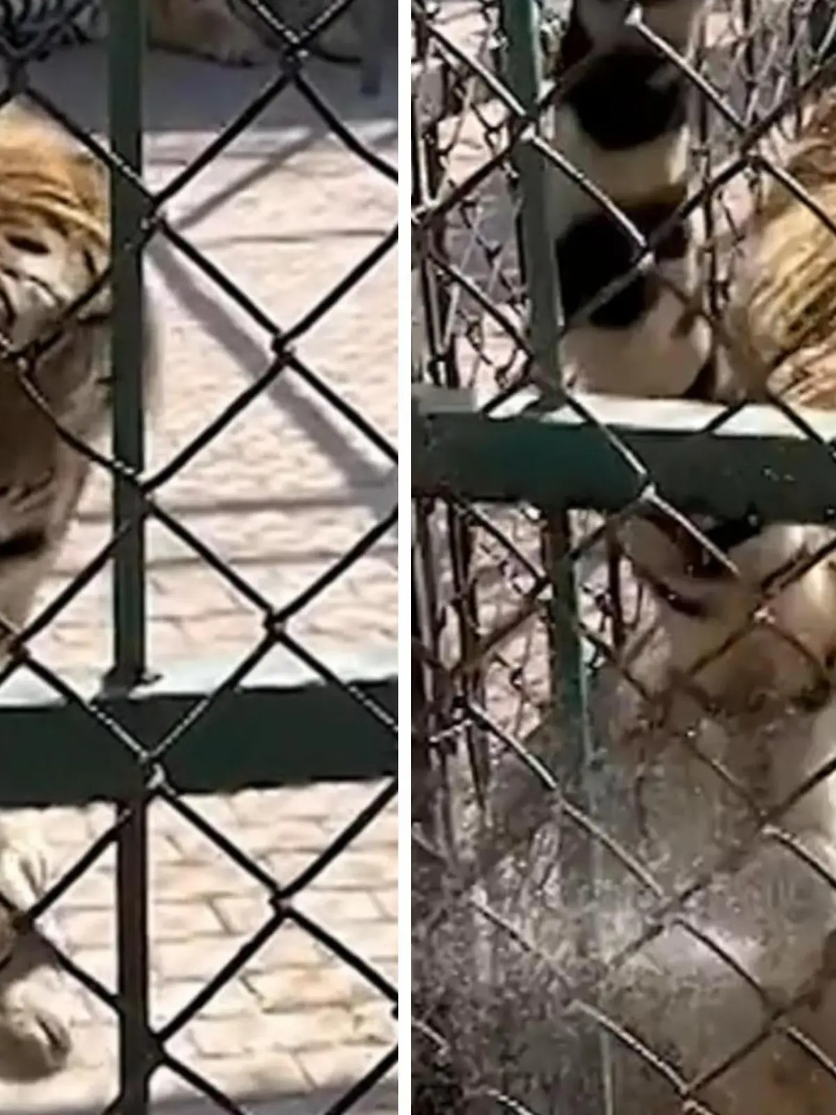 In einem Tigerpark im Nordosten Chinas filmt eine Touristin einen Tiger in seinem Gehege. Für sie ist das Tier super faszinierend – bis die Großkatze auf einmal ihr Hinterteil der Frau zuwendet, den Schwanz hebt und drauf lospinkelt! Den Moment sehen Sie im Video.