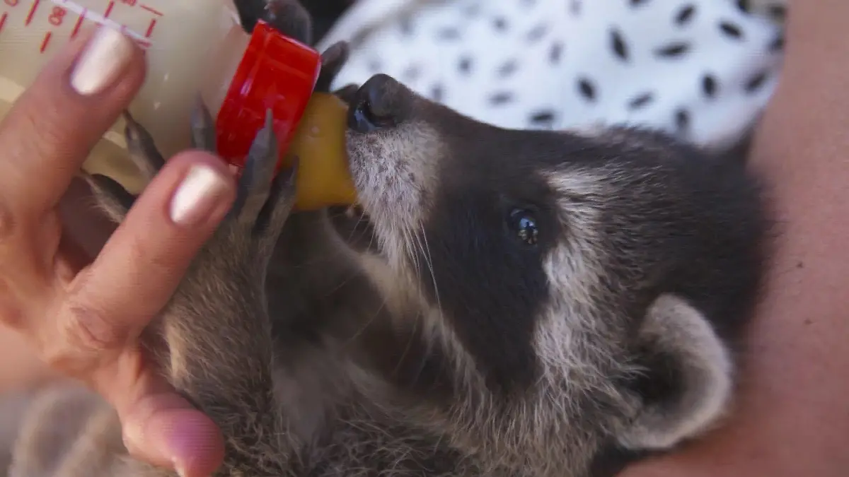 Waschbärbabys suchen neues Zuhause