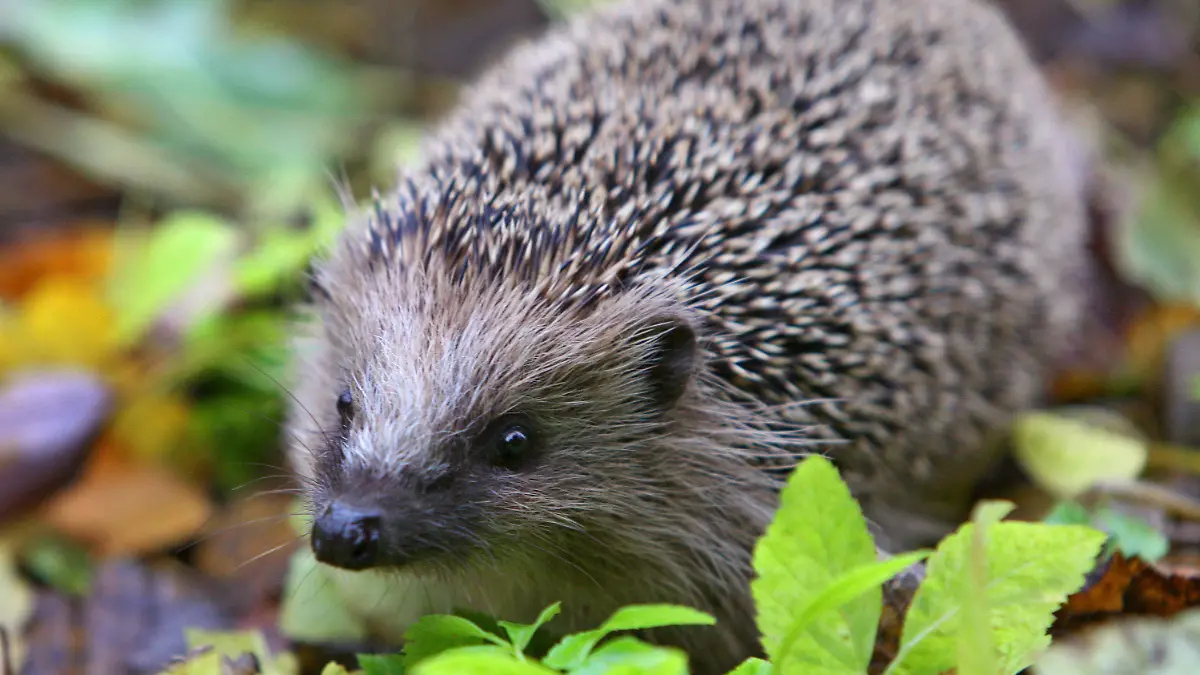 ARCHIV - Ein Igel läuft am 11.11.2007 in Kaufbeuren (Bayern) durch einen Garten. Mit Hilfe von Bürgerforschern wollen Naturschützer in Bayern mehr über die Stacheltiere erfahren. Foto: Karl-Josef Hildenbrand/dpa (zu dpa «Tausende Igel-Freunde beteiligen sich an Forschungsprojekt» vom 07.11.2015) +++(c) dpa - Bildfunk+++