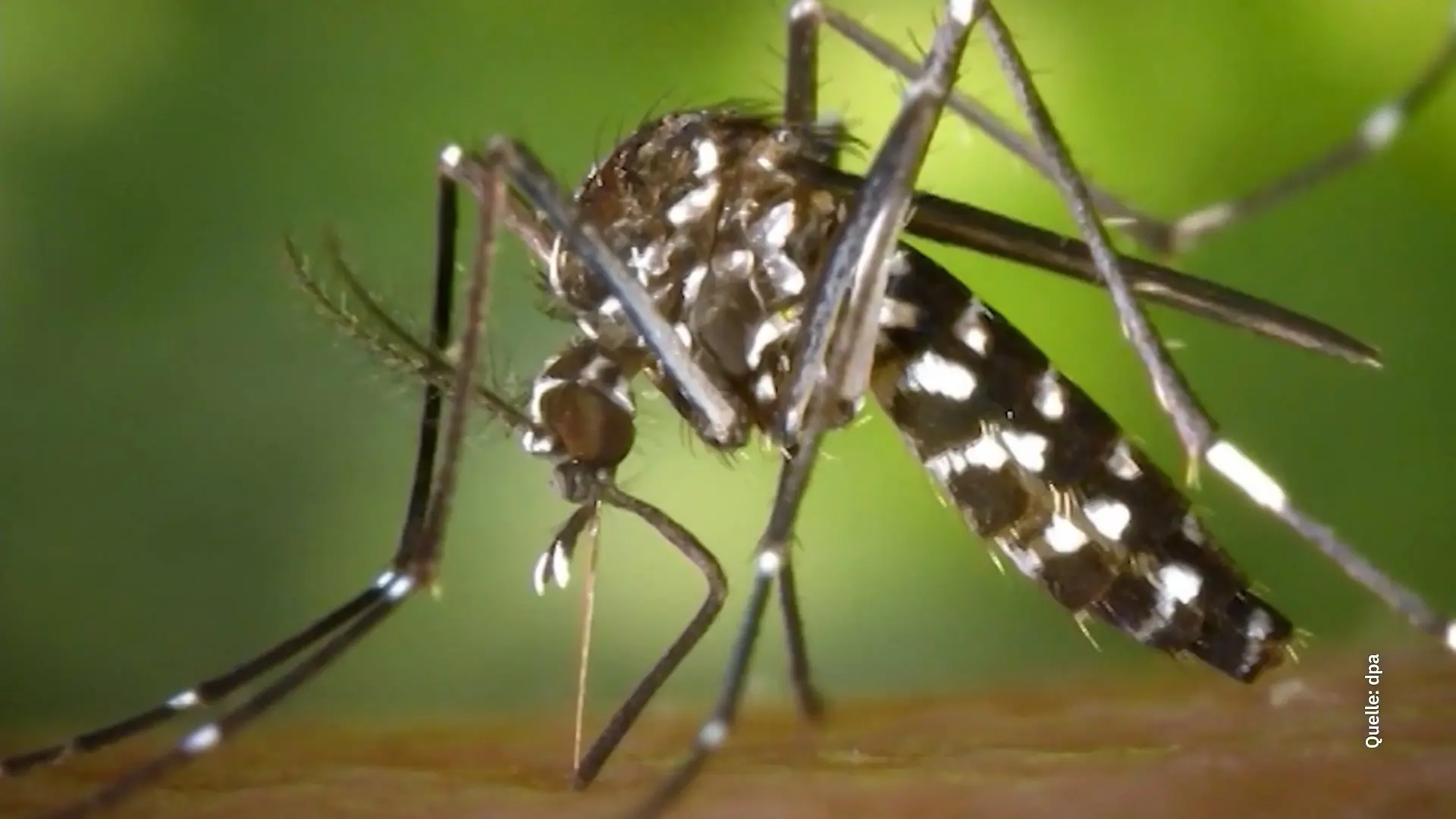 Bild von Malaria breitet sich aus?