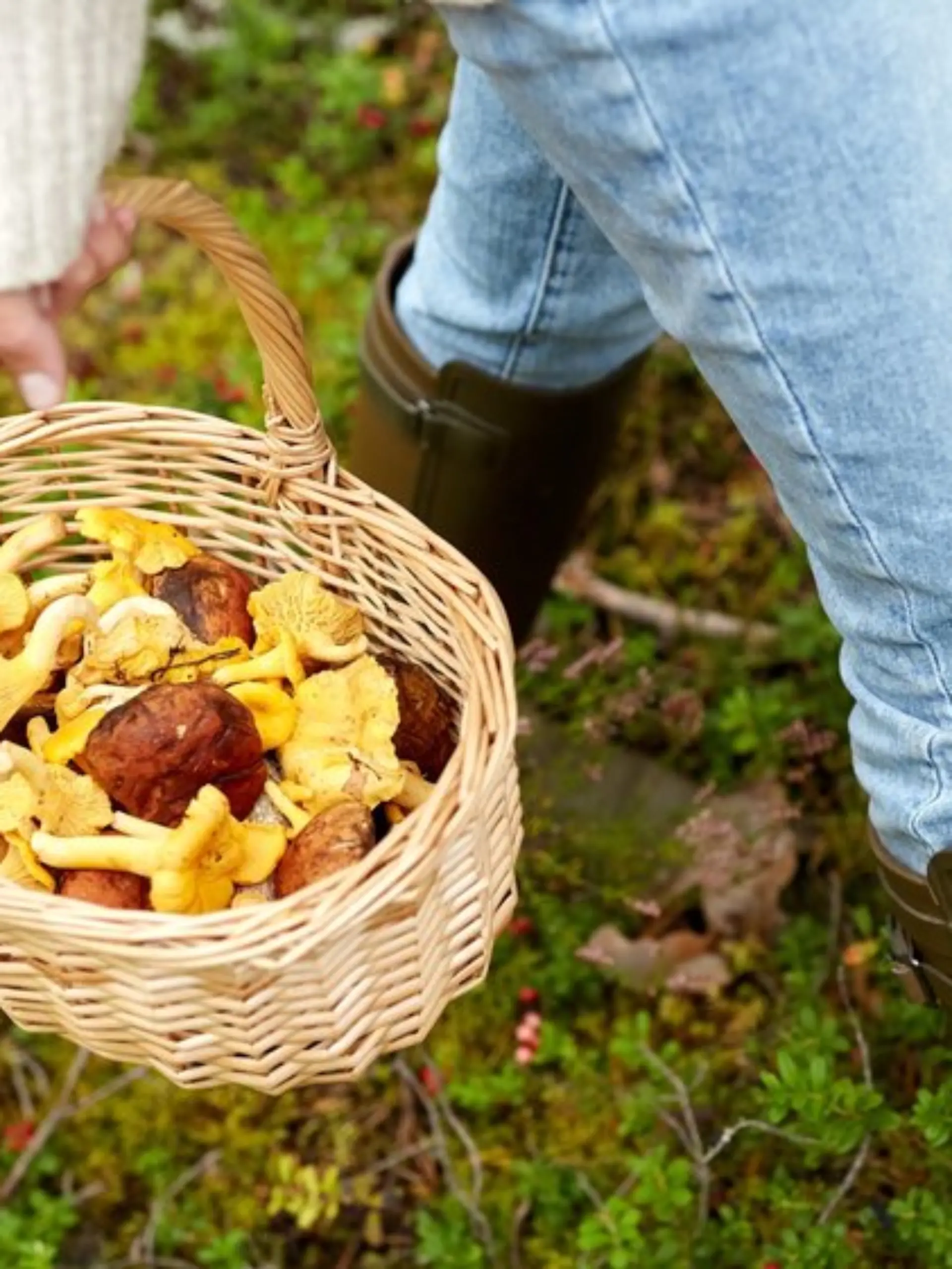 Pilzesammeln gehört für viele fest zum Herbst.