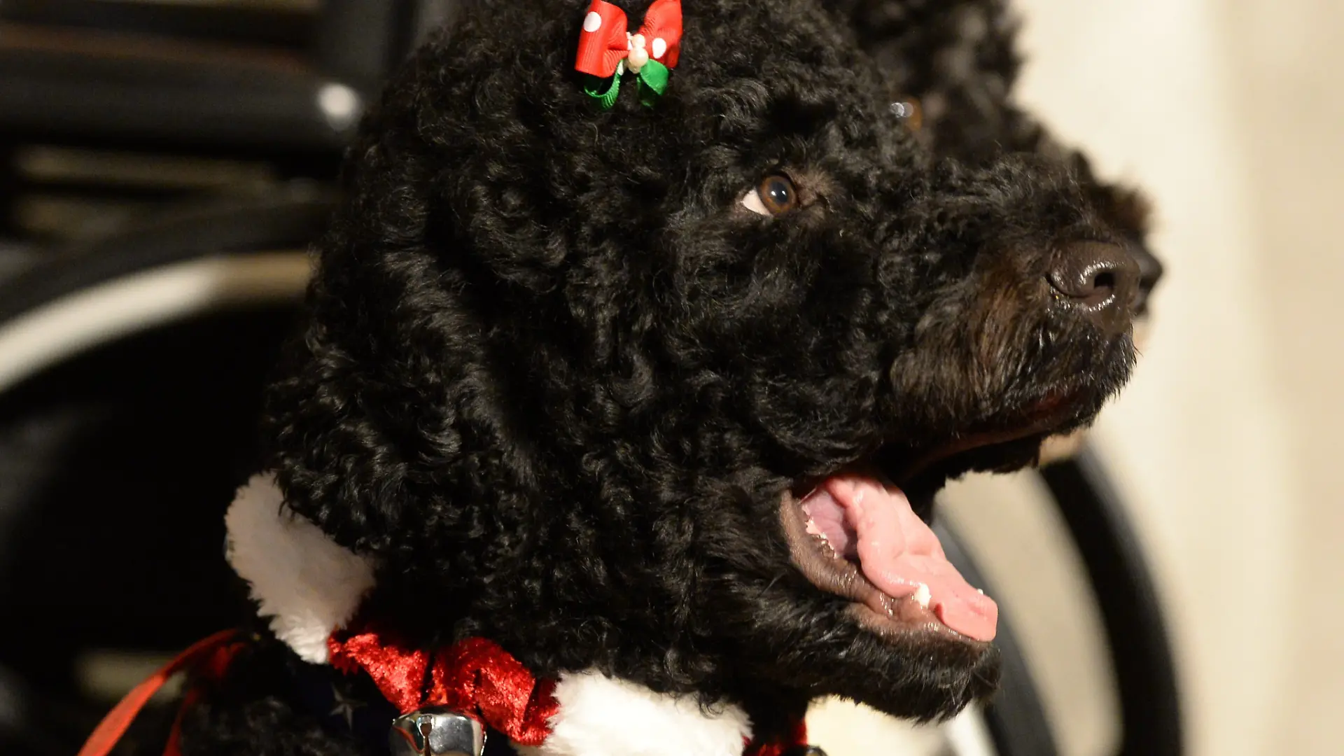 epa03976721 One of the US First Family's dogs, Sunny, wears a barrette and collar with bells on it, at an event welcoming military families and children at a holiday reception in the State Dining Room of the White House in Washington, DC, USA, 04 December 2013. The First Lady participated with children of military families learning how to make holiday ornaments and treats. Guests were given the opportunity to see numerous holiday decorations in the White House. EPA/MICHAEL REYNOLDS +++ dpa-Bildfunk +++