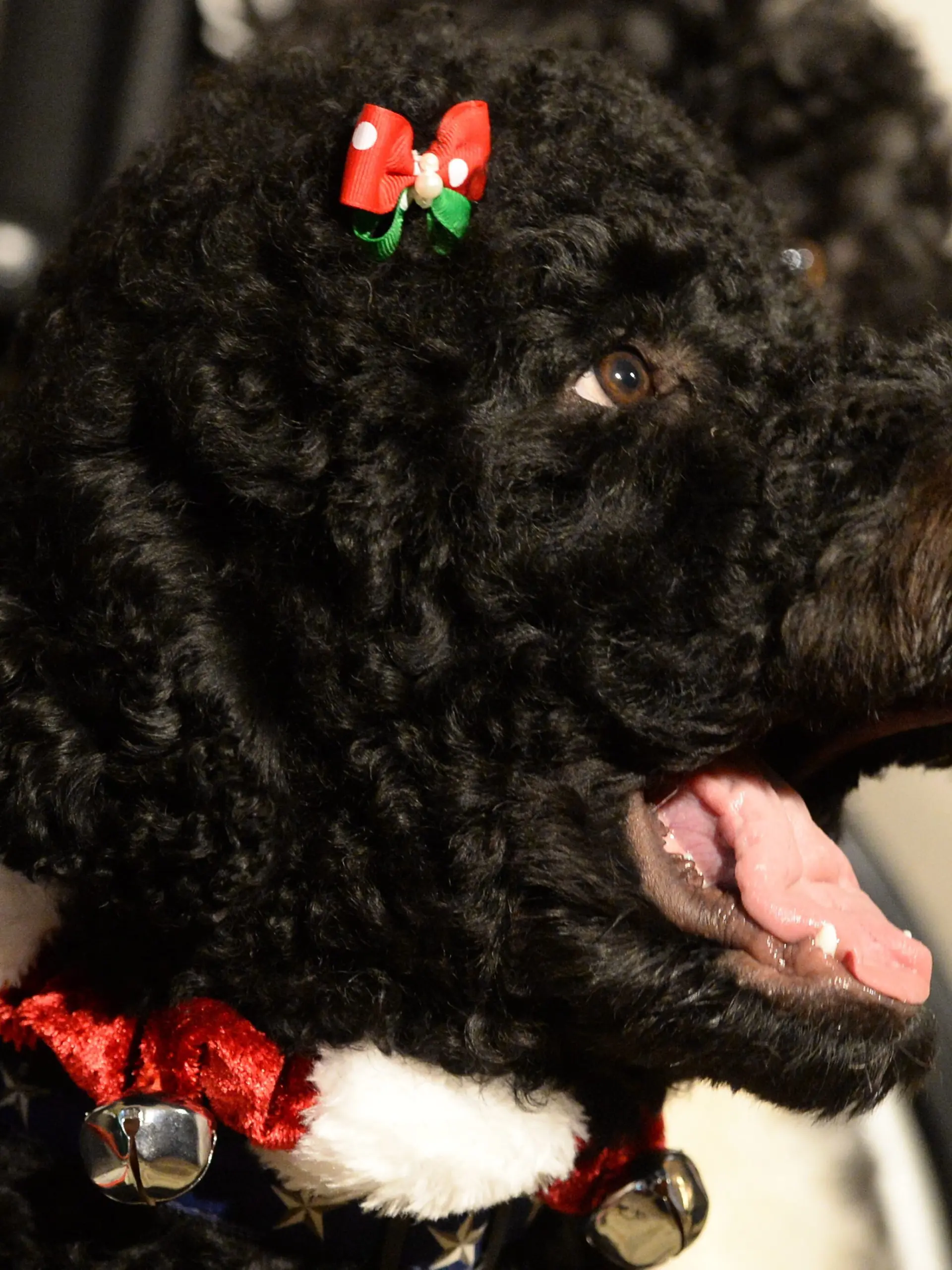 epa03976721 One of the US First Family's dogs, Sunny, wears a barrette and collar with bells on it, at an event welcoming military families and children at a holiday reception in the State Dining Room of the White House in Washington, DC, USA, 04 December 2013. The First Lady participated with children of military families learning how to make holiday ornaments and treats. Guests were given the opportunity to see numerous holiday decorations in the White House. EPA/MICHAEL REYNOLDS +++ dpa-Bildfunk +++