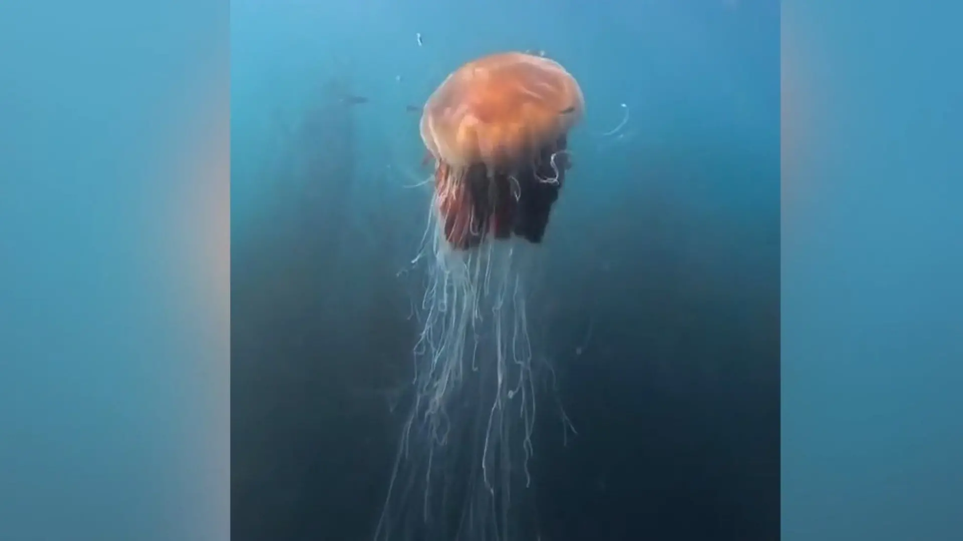 Tentakeln „so lang wie ein Bus"! Taucher entdeckt plötzlich XXL-Qualle Magische Unterwasserbegegnung