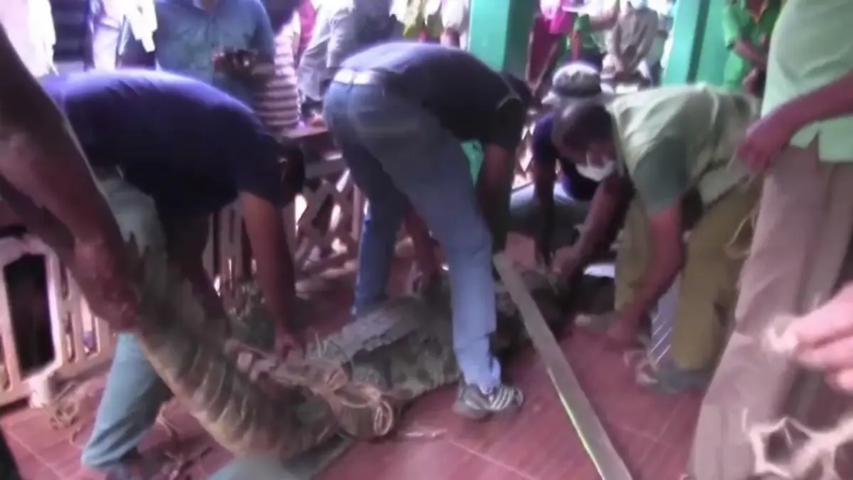 In Sri Lanka findet ein Mädchen ein Krokodil vor der Haustür. Das Reptil wird von Helfern gefangen genommen.