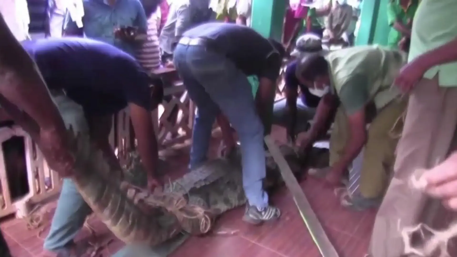 In Sri Lanka findet ein Mädchen ein Krokodil vor der Haustür. Das Reptil wird von Helfern gefangen genommen.