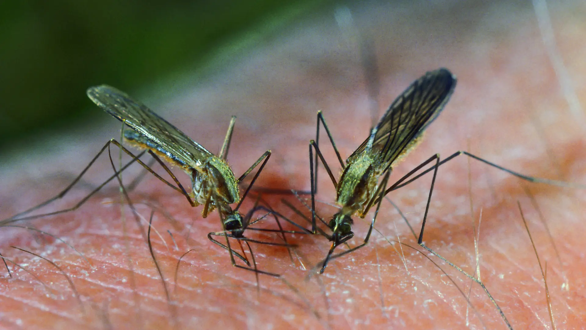 Fiebermuecke, Malariamuecke (Anopheles maculipennis), saugen Blut auf menschlicher Haut | Fiebermuecke (Anopheles maculipennis), sucking blood on human skin
