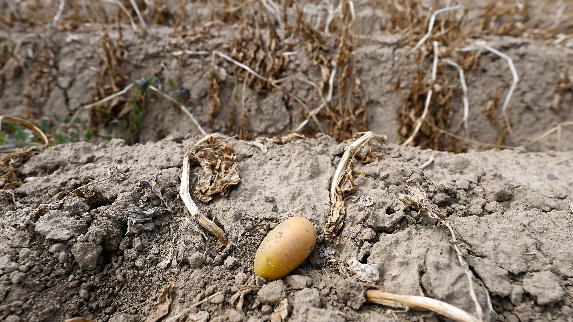 Eine Kartoffel liegt in einem Feld, welches nicht beregnet wurde. Die diesjährige Kartoffelernte soll aufgrund des geringen Niederschlags nicht so gut ausfallen wie im letzten Jahr. (zu dpa: «Folgen der Dürre: Höhere Gemüsepreise und kürzere Pommes») +++ dpa-Bildfunk +++