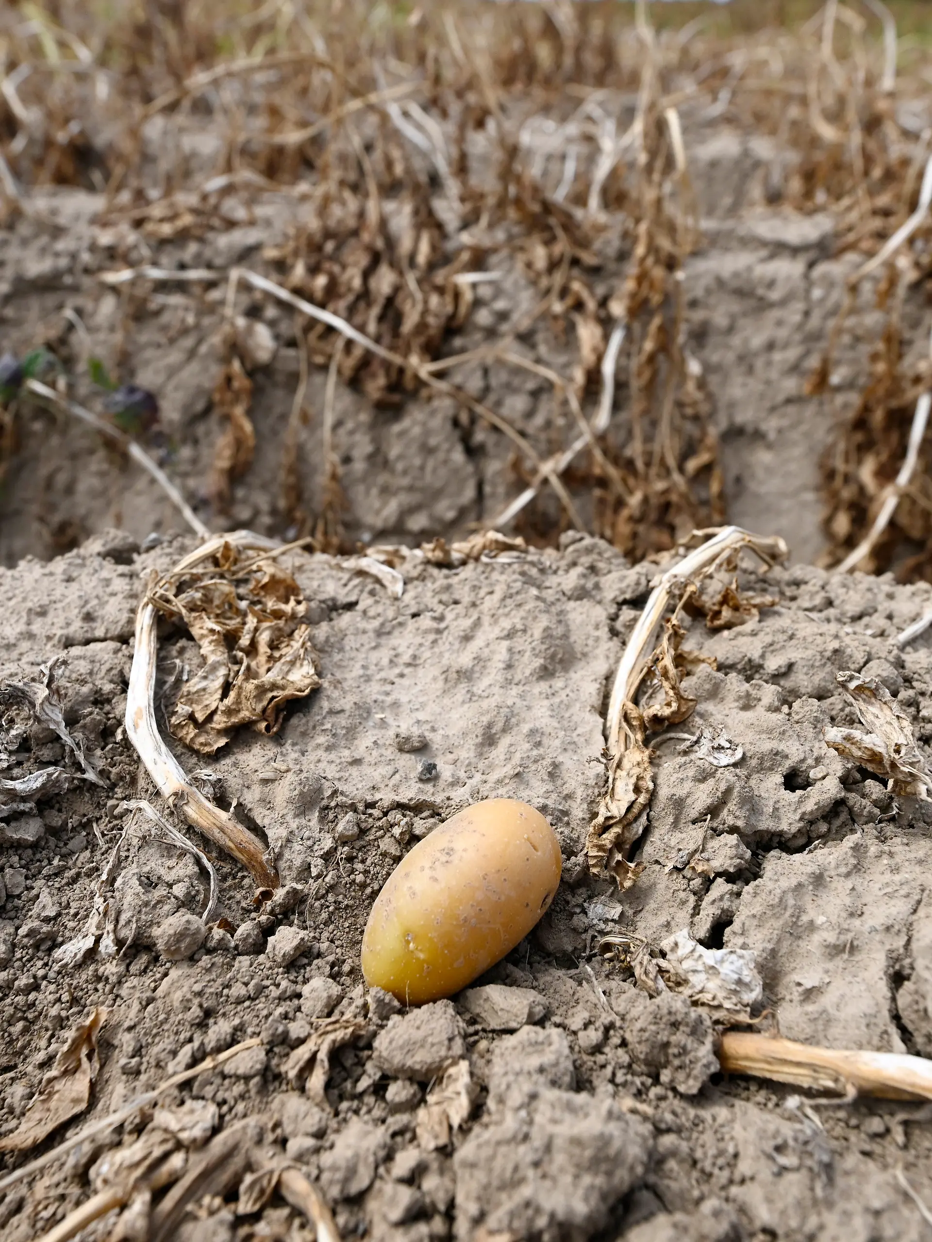 Eine Kartoffel liegt in einem Feld, welches nicht beregnet wurde. Die diesjährige Kartoffelernte soll aufgrund des geringen Niederschlags nicht so gut ausfallen wie im letzten Jahr. (zu dpa: «Folgen der Dürre: Höhere Gemüsepreise und kürzere Pommes») +++ dpa-Bildfunk +++