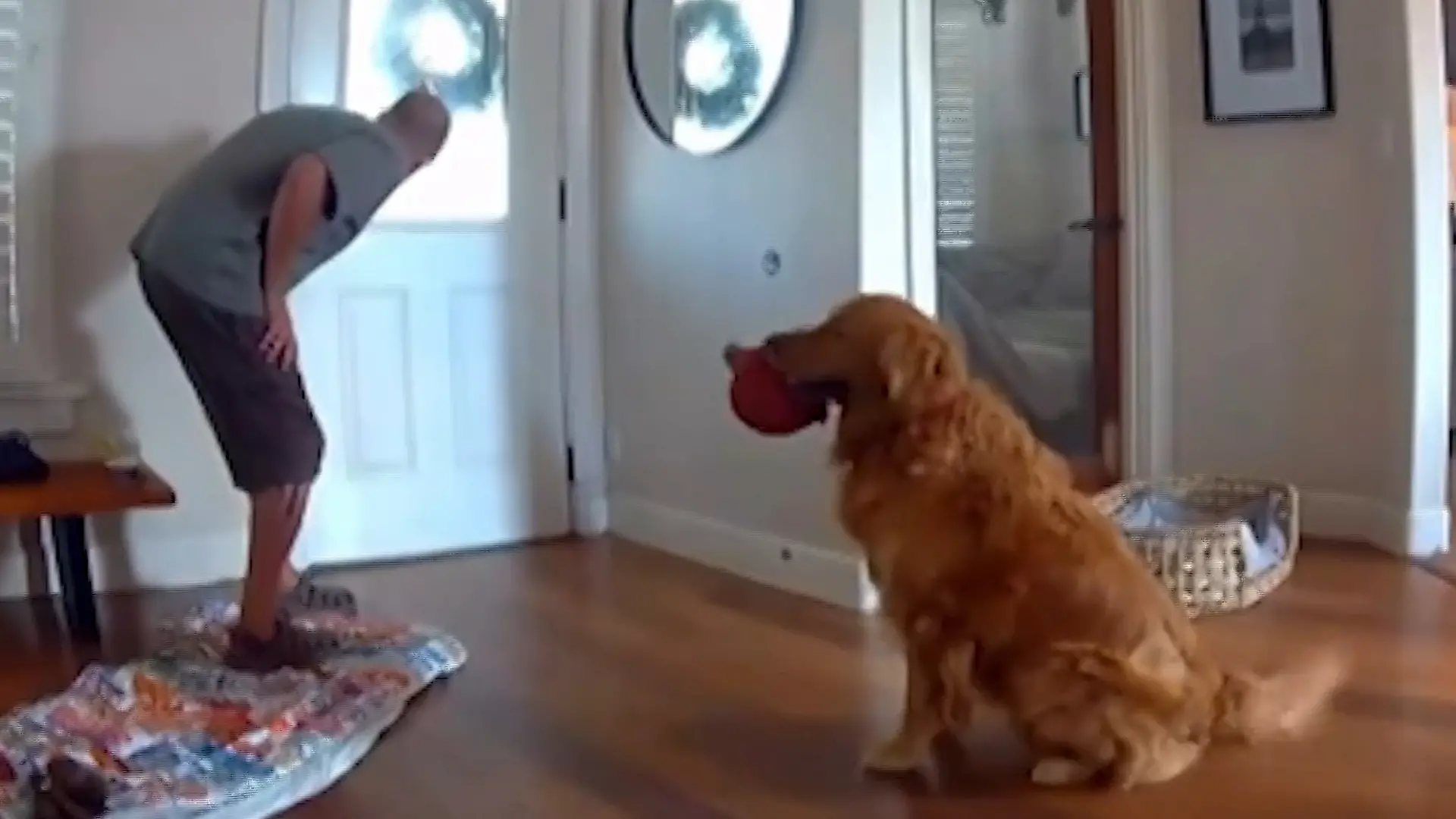 Einbrecher macht Nickerchen auf Hundedecke – dann macht Golden Retriever DAS! Golden Retriever versagt