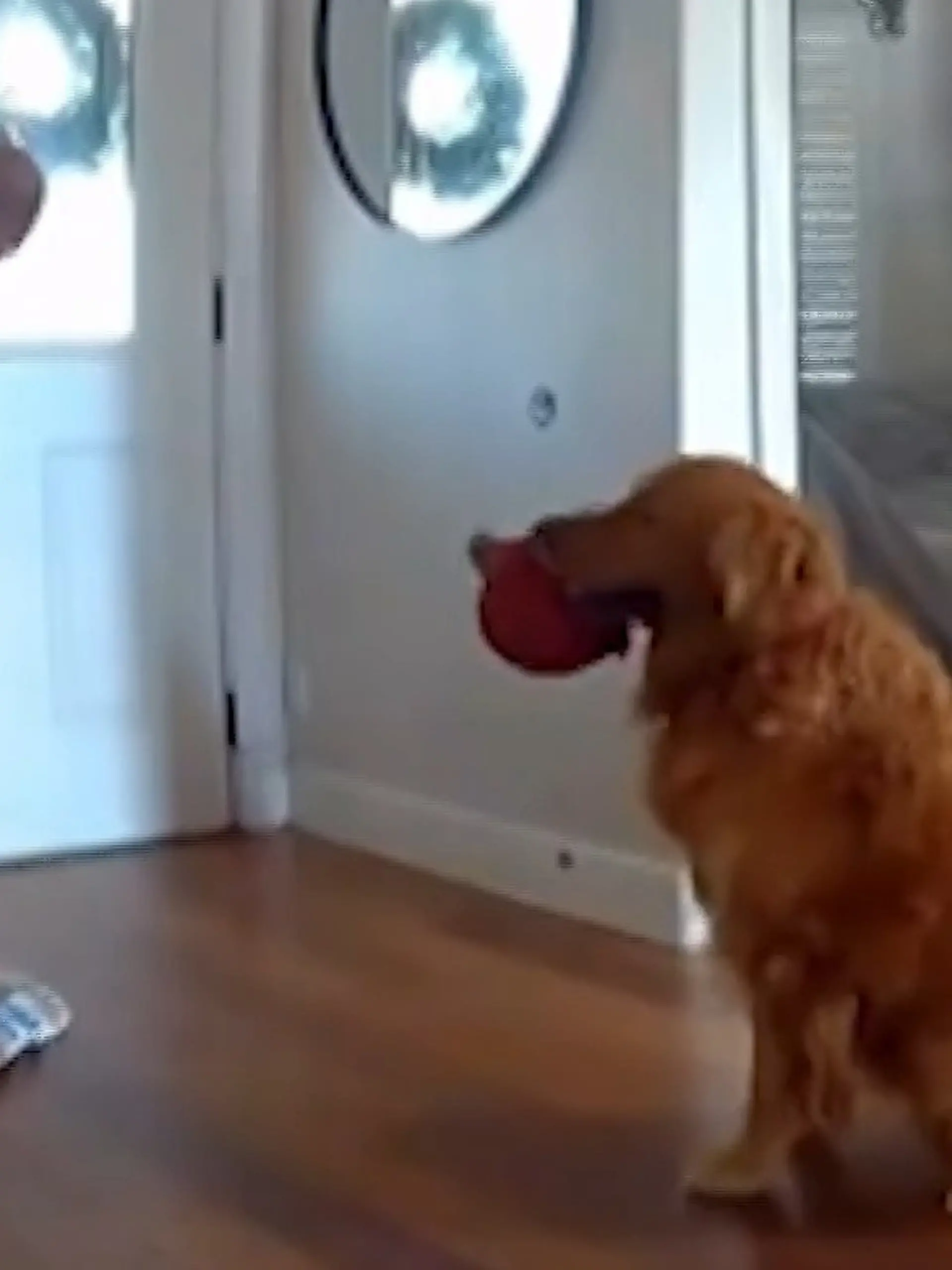 Bild zu: "Einbrecher macht Nickerchen auf Hundedecke – dann macht Golden Retriever DAS!"