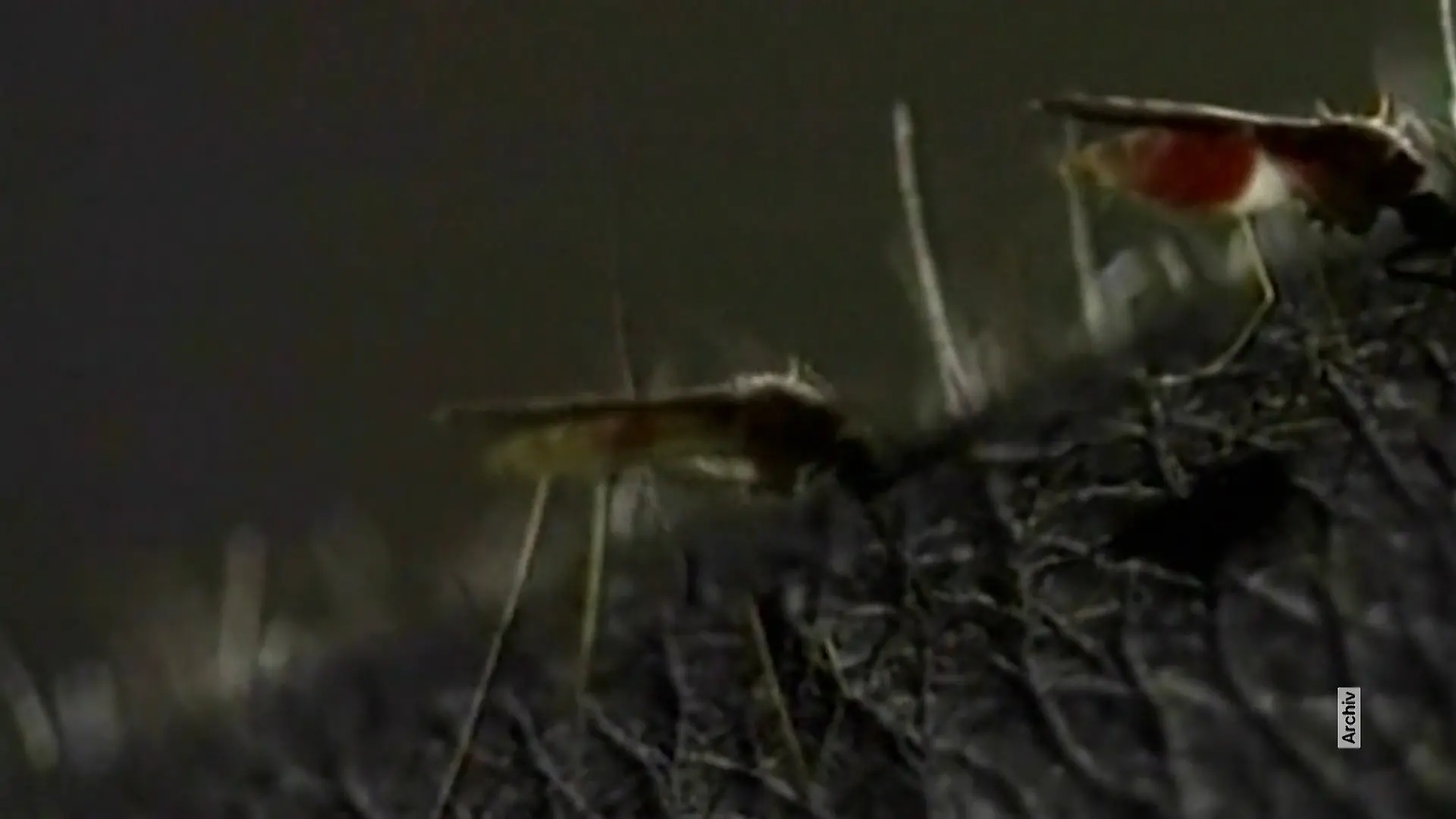 Malaria-Alarm in Frankfurt: Dritter Mensch stirbt nach Infektion Wie gefährlich ist die Lage?