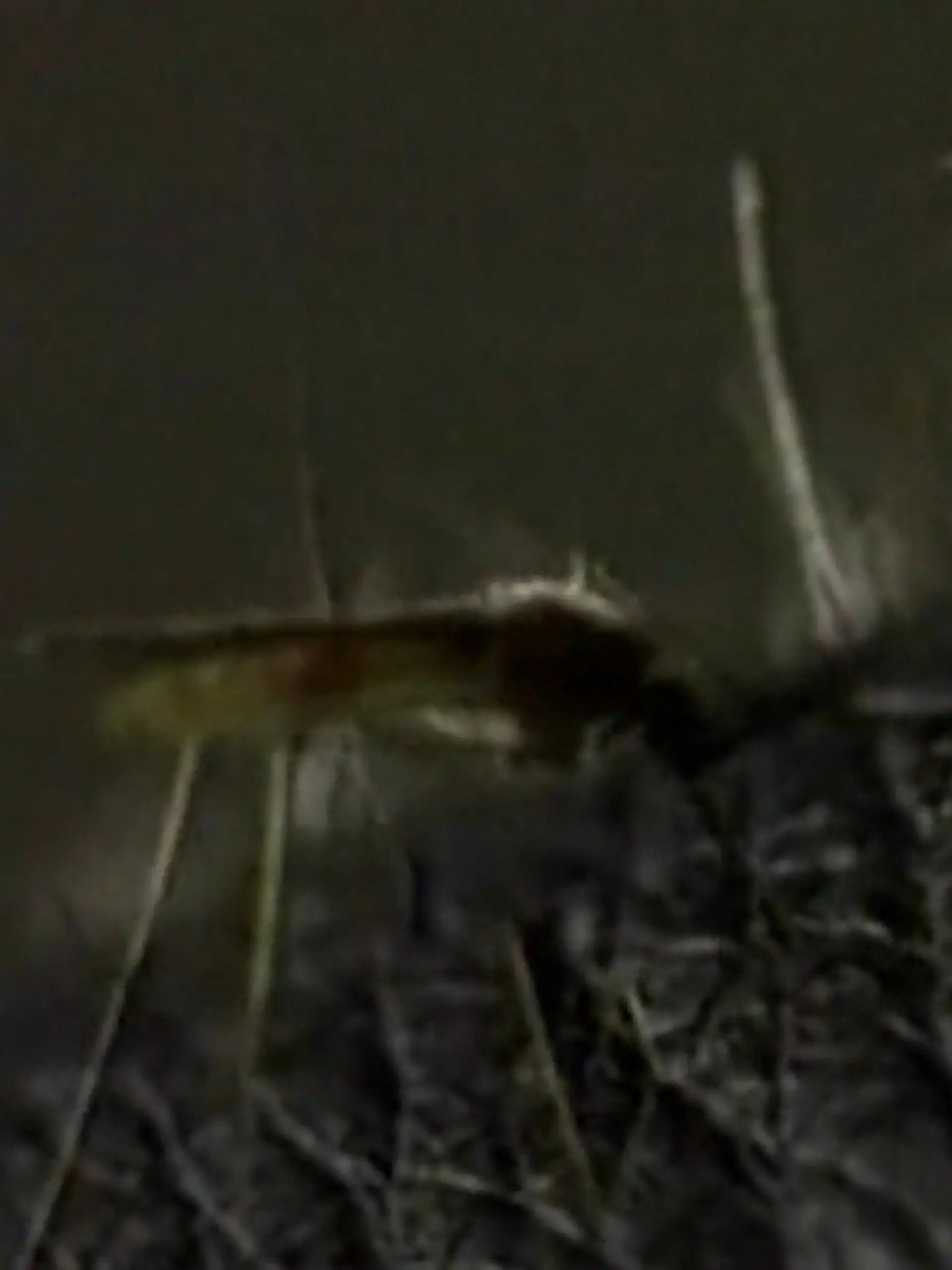 Bild zu: "Malaria-Alarm in Frankfurt: Dritter Mensch stirbt nach Infektion"