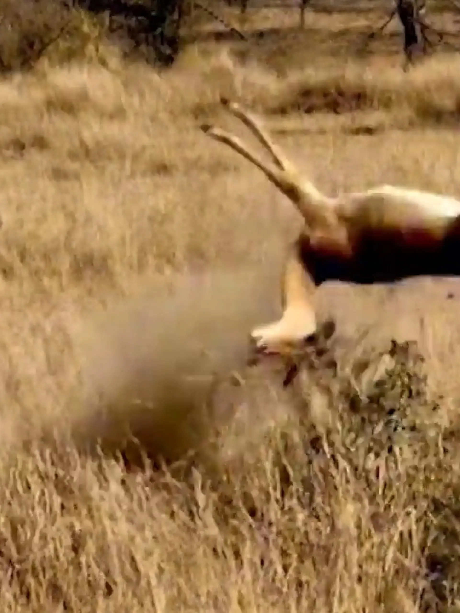 Bild zu: "Stolper-Salto bei Todesjagd! Antilope flieht vor Gepard – DAS wird ihr zum Verhängnis"