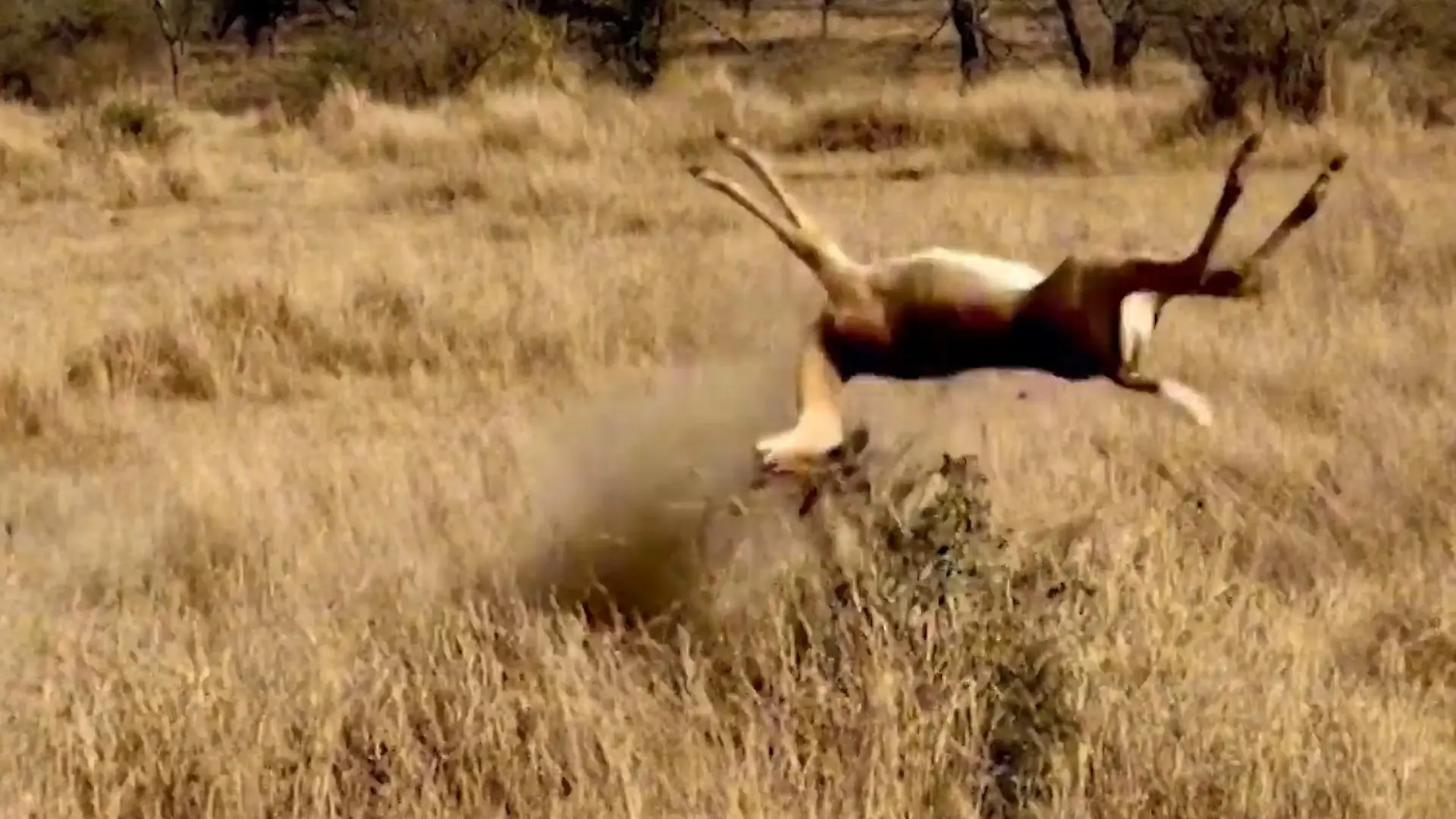 Stolper-Salto bei Todesjagd! Antilope flieht vor Gepard – DAS wird ihr zum Verhängnis Überschlag nach spektakulärem Sprint