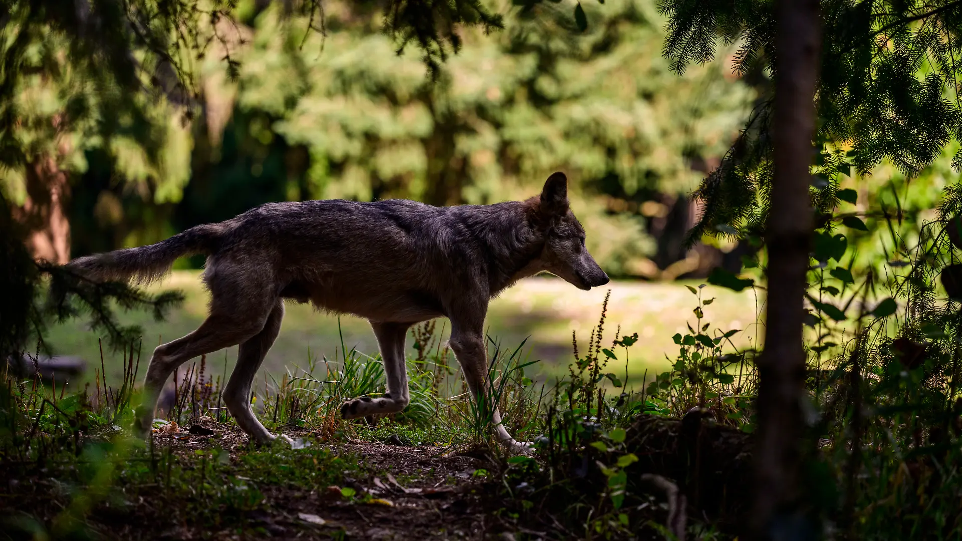 September 4, 2026, Seattle, Washington, USA: One of the critically endangered Mexican gray wolf (Canis lupus baileyi) brothers lopes across the Living Trail habitat at Seattle's Woodland Park Zoo. The appearance of ''The Boys,'' a pack of four brothers named Tamaska, Hayes, Lorenzo, and Benito, serves as a timely reminder on National Wildlife Day of the fragile status of the continent's rarest and smallest gray wolf subspecies. The milestone comes immediately following an executive order signed on Friday by President Donald Trump, which directs the Department of the Interior to review and consider removing federal Endangered Species Act (ESA) protections for gray and Mexican wolves. While the directive aims to appease the livestock industry by relaxing predatory management restrictions, conservation groups warn that scaling back protection jeopardizes decades of delicate recovery initiatives. (Credit Image: Â© Shane Srogi/ZUMA Press Wire