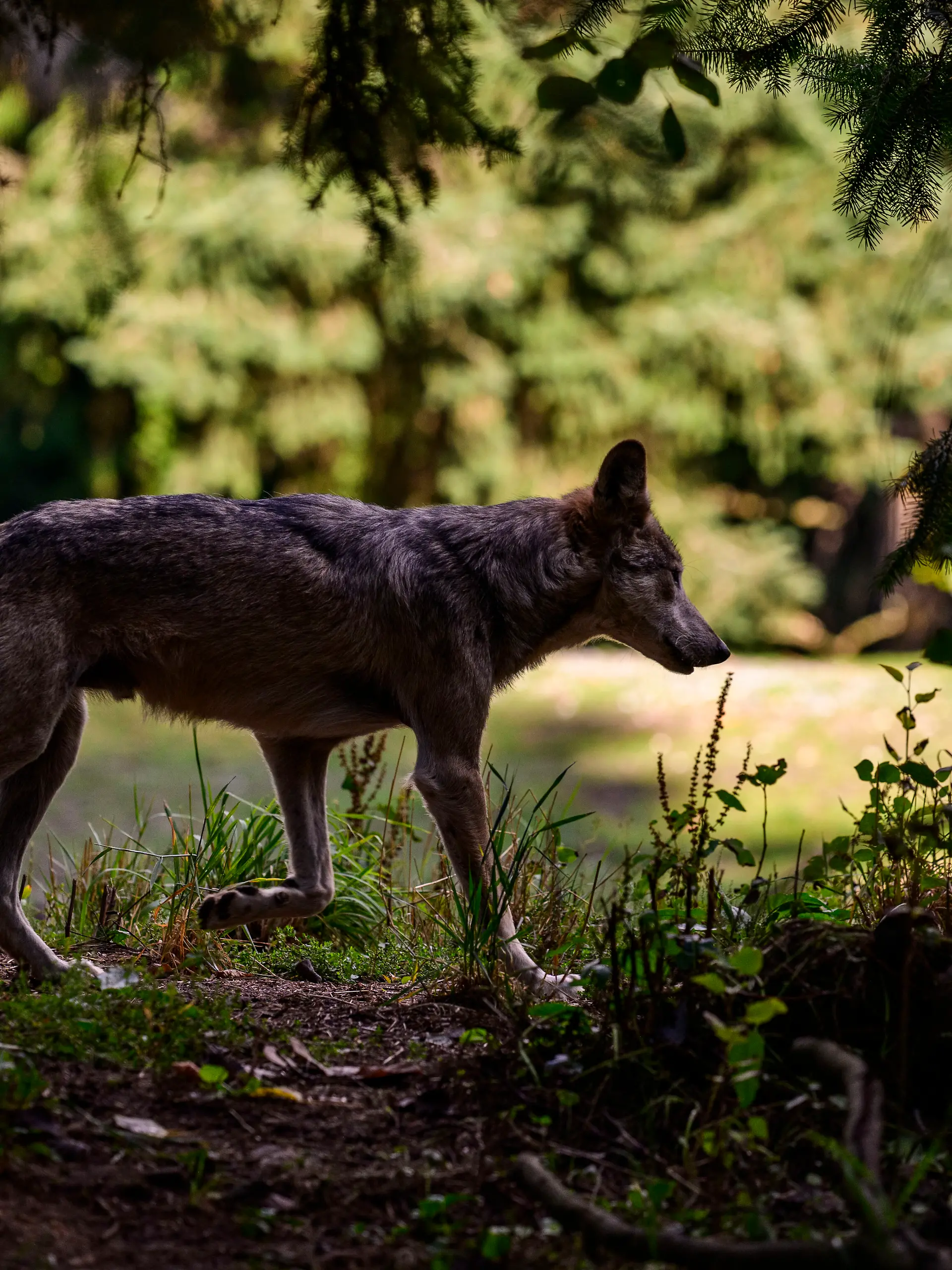 September 4, 2026, Seattle, Washington, USA: One of the critically endangered Mexican gray wolf (Canis lupus baileyi) brothers lopes across the Living Trail habitat at Seattle's Woodland Park Zoo. The appearance of ''The Boys,'' a pack of four brothers named Tamaska, Hayes, Lorenzo, and Benito, serves as a timely reminder on National Wildlife Day of the fragile status of the continent's rarest and smallest gray wolf subspecies. The milestone comes immediately following an executive order signed on Friday by President Donald Trump, which directs the Department of the Interior to review and consider removing federal Endangered Species Act (ESA) protections for gray and Mexican wolves. While the directive aims to appease the livestock industry by relaxing predatory management restrictions, conservation groups warn that scaling back protection jeopardizes decades of delicate recovery initiatives. (Credit Image: Â© Shane Srogi/ZUMA Press Wire