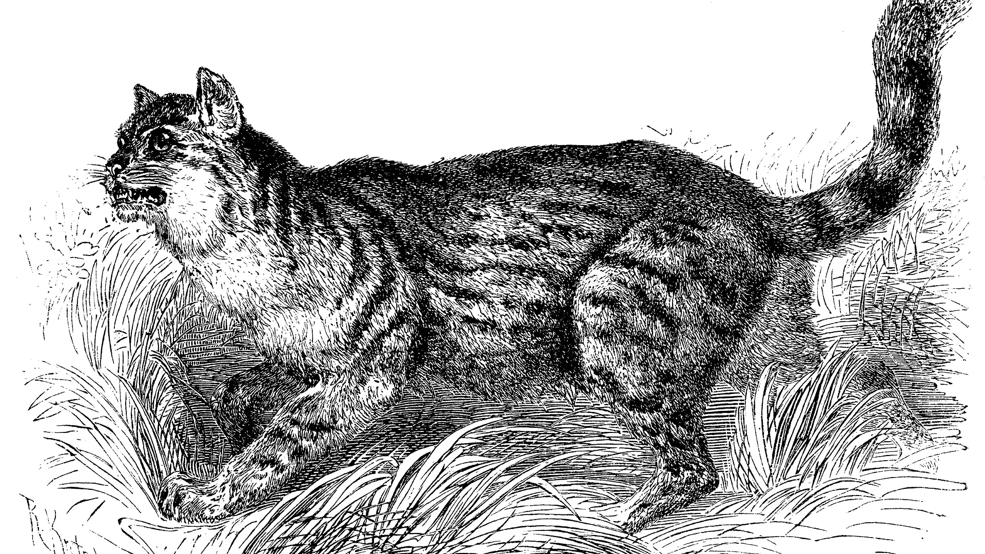 Leopardus pajeros