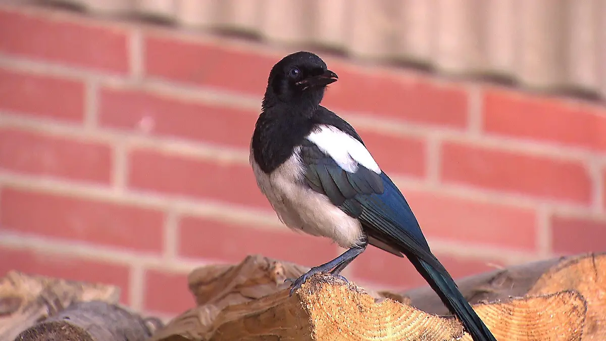 Das Bild zeigt eine Elster.