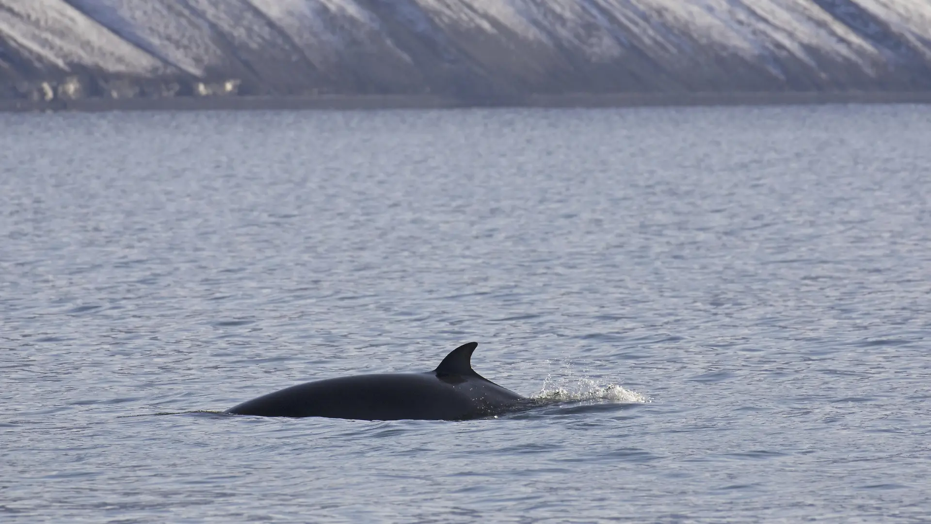 Zwergwal (Balaenoptera acutorostrata), Zwergwal mit Rückenflosse beim Auftauchen im Sommer, Svalbard, Spitzbergen, Norwegen, Europa