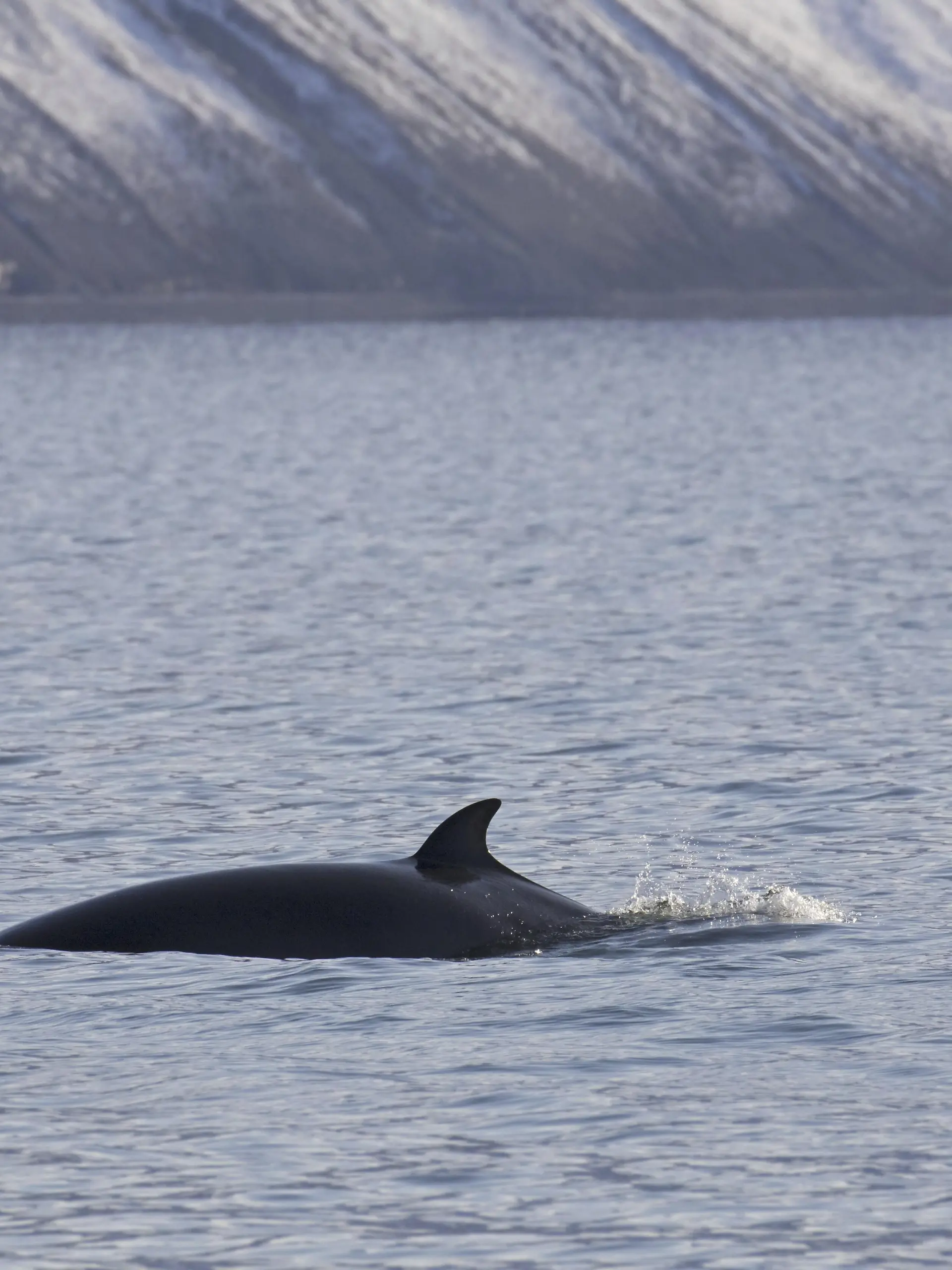 Zwergwal (Balaenoptera acutorostrata), Zwergwal mit Rückenflosse beim Auftauchen im Sommer, Svalbard, Spitzbergen, Norwegen, Europa