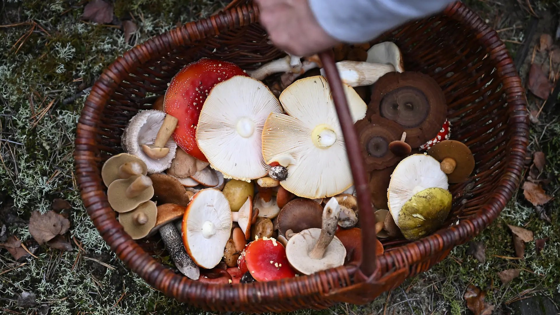 Ein Korb voller Pilze